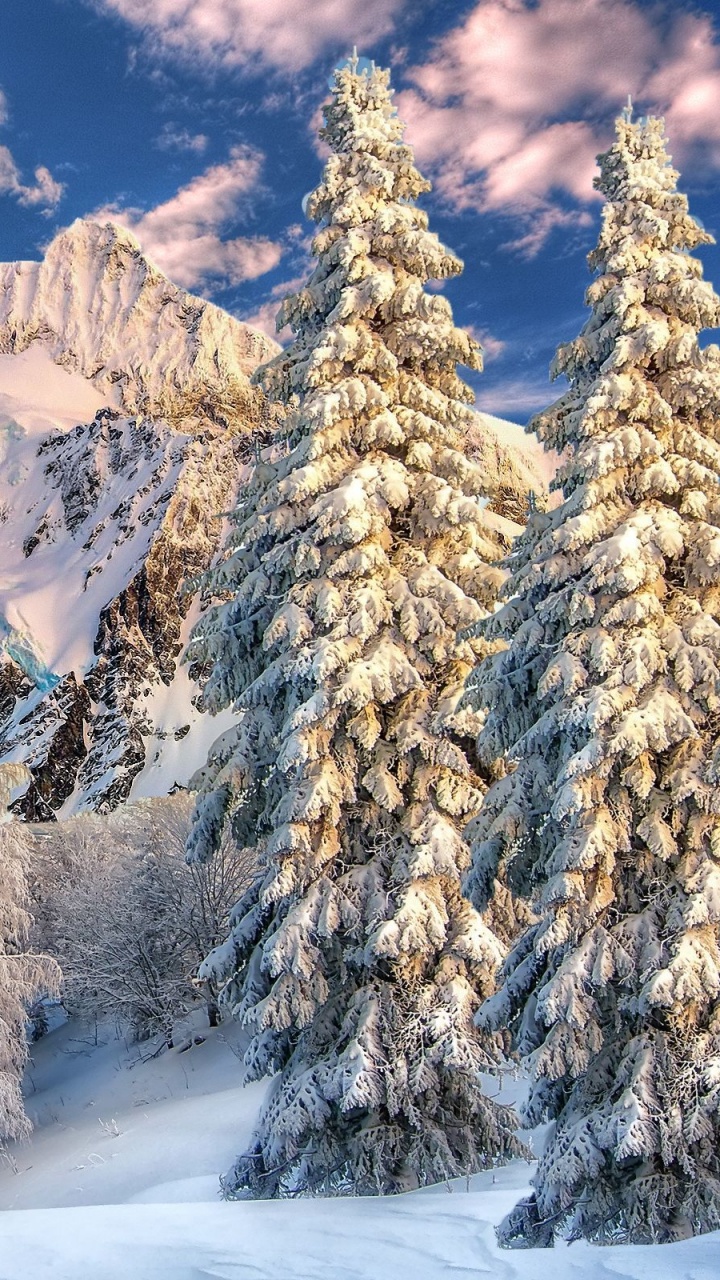 Arbres et Montagnes Couverts de Neige Pendant la Journée. Wallpaper in 720x1280 Resolution