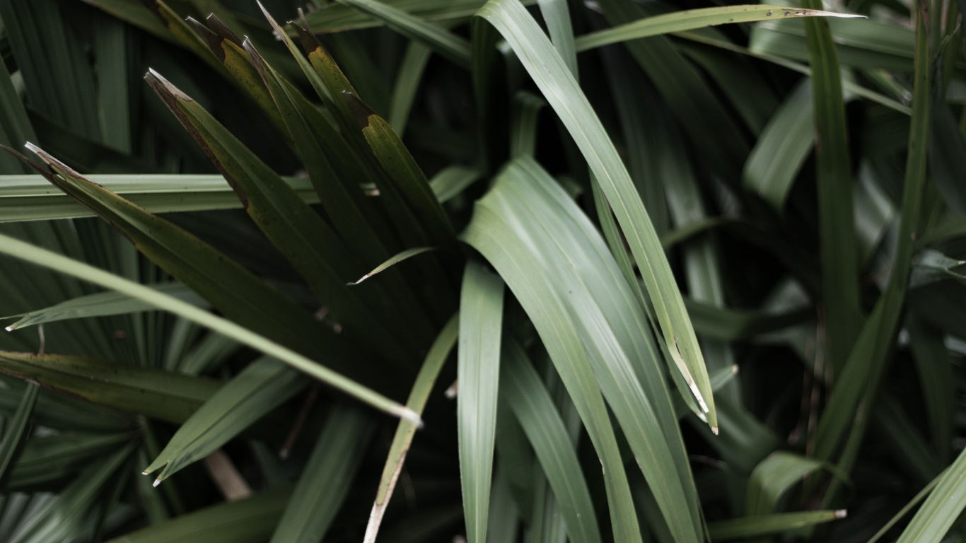 Gras-Familie, Krautige Pflanze, Pflanzen-Stammzellen, Blatt, Terrestrische Pflanzen. Wallpaper in 1366x768 Resolution