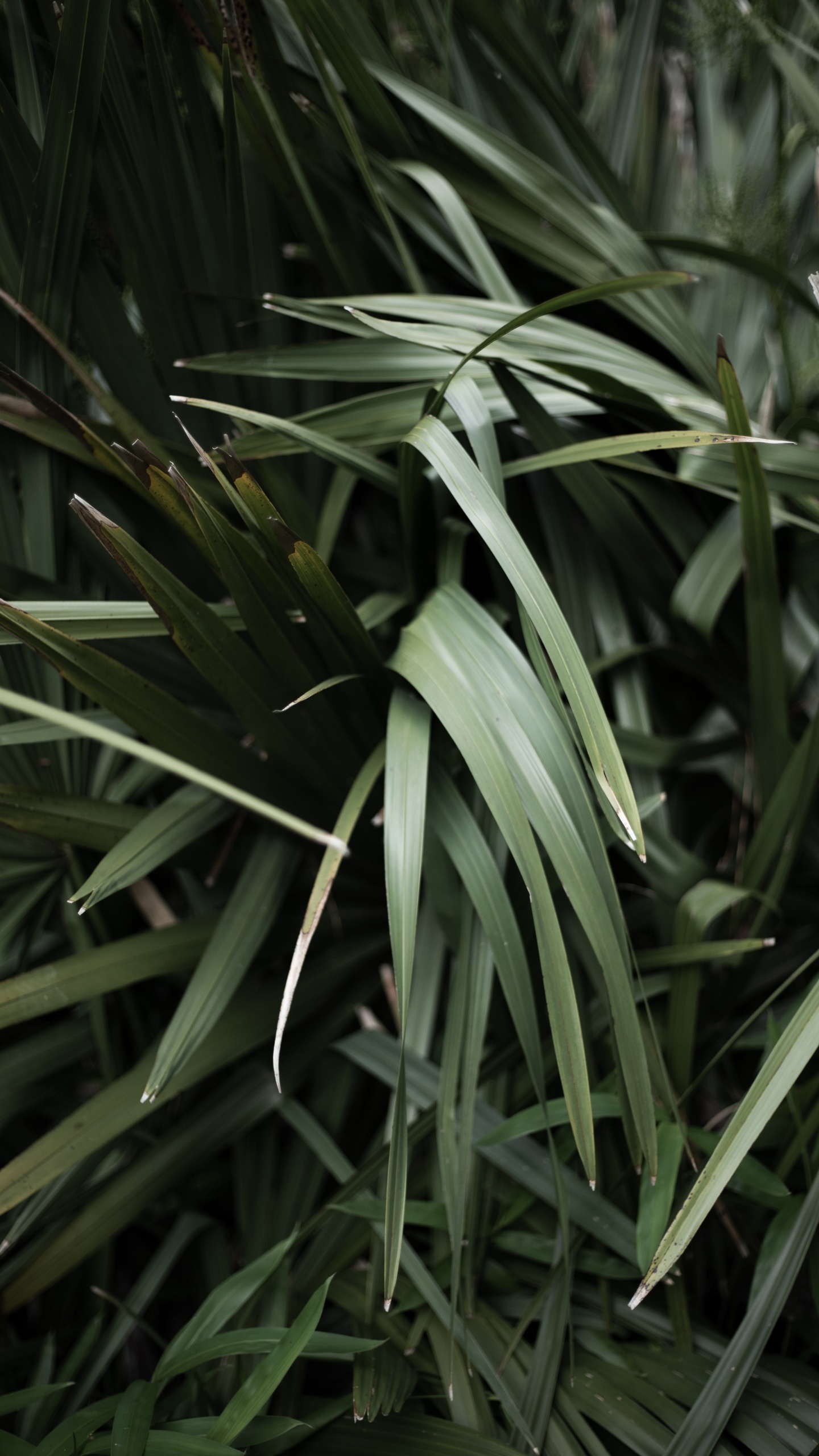 Gras-Familie, Krautige Pflanze, Pflanzen-Stammzellen, Blatt, Terrestrische Pflanzen. Wallpaper in 1440x2560 Resolution