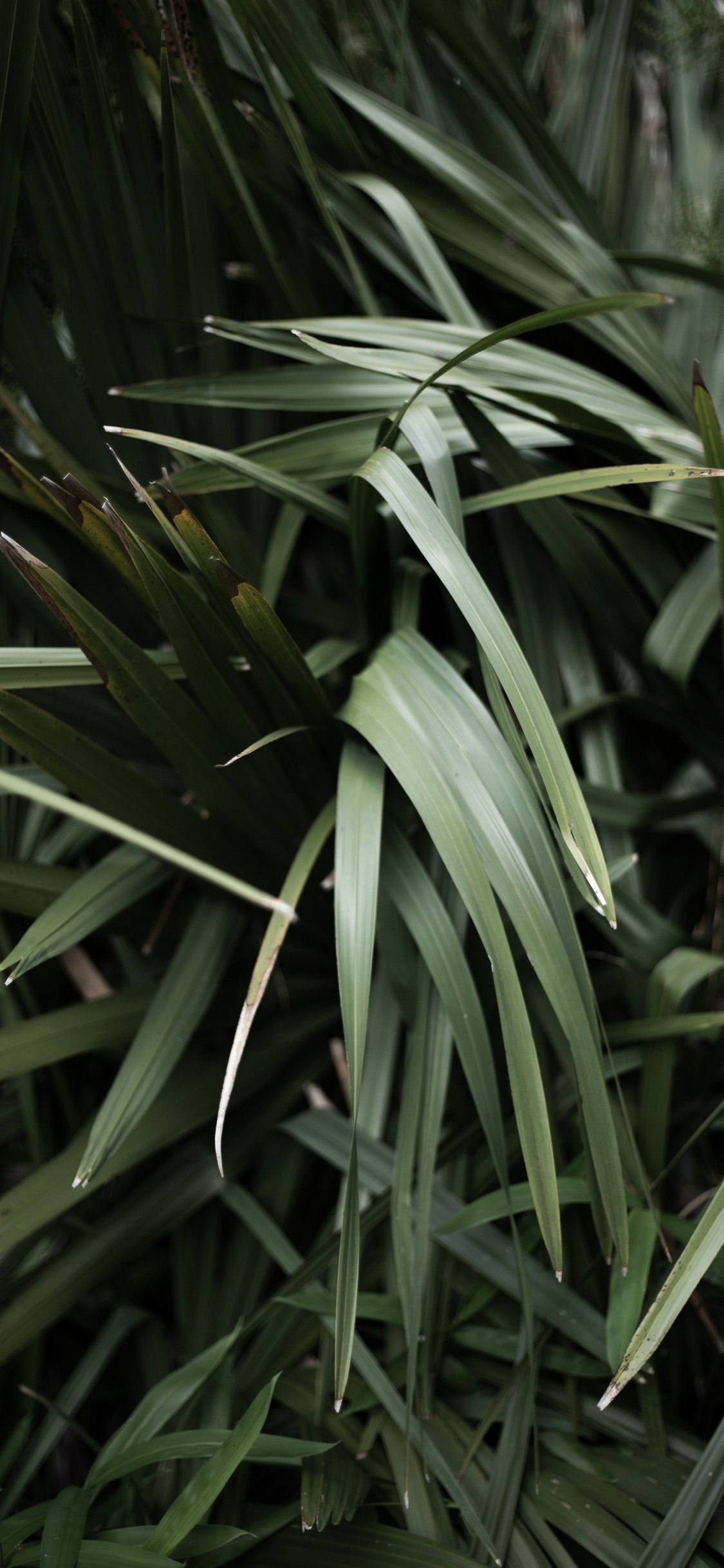 Grass Family, Herbaceous Plant, Plant Stem, Leaf, Grasses. Wallpaper in 1125x2436 Resolution