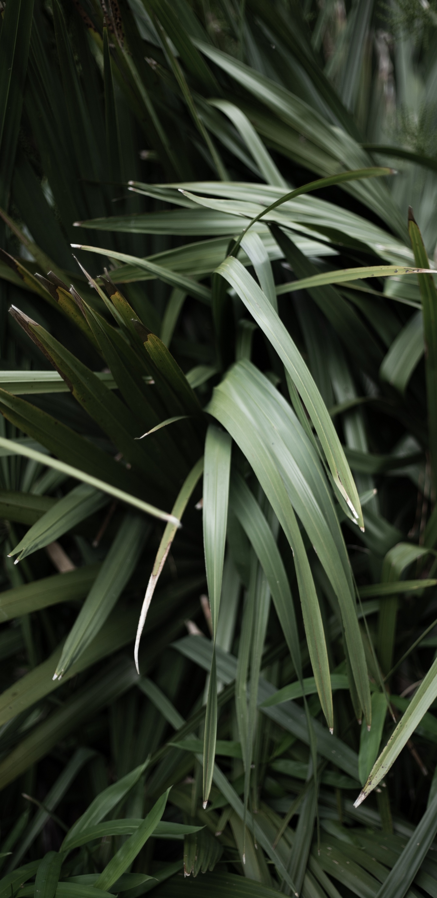 Grass Family, Herbaceous Plant, Plant Stem, Leaf, Grasses. Wallpaper in 1440x2960 Resolution