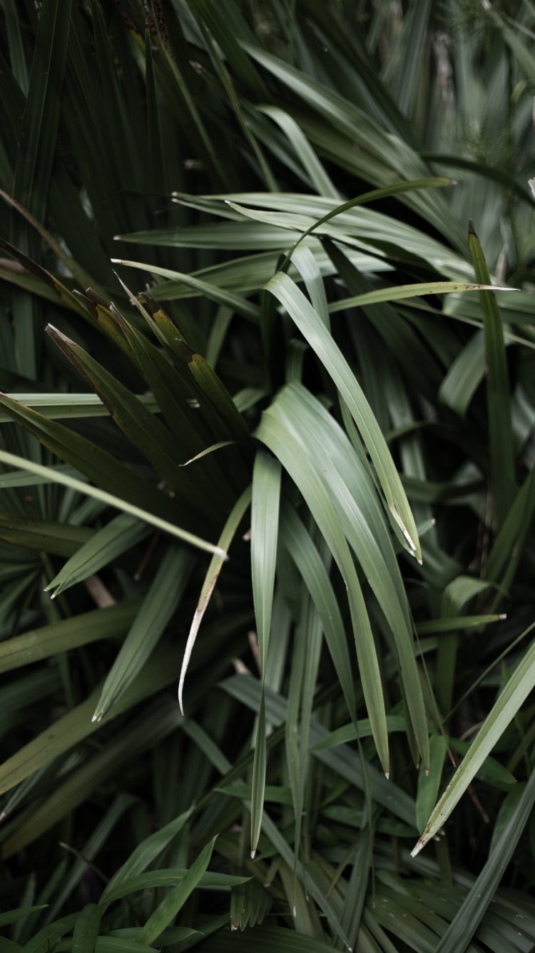 草家庭, 草本植物, 植物干, 陆地上的植物, 草 壁纸 750x1334 允许