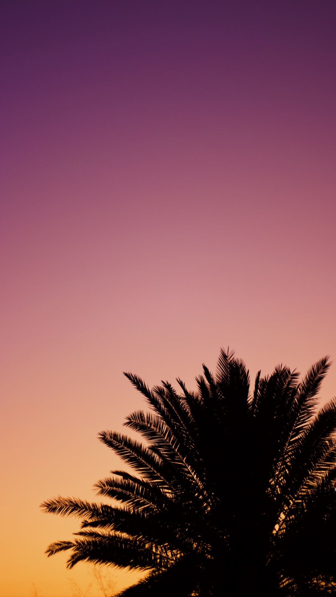 Download 1080x1920 Wallpaper Tree, Palm Tree, Cloud, Afterglow, Purple Tree, Palm Tree, Cloud, Afterglow, Purple. Wallpaper in 1080x1920 Resolution