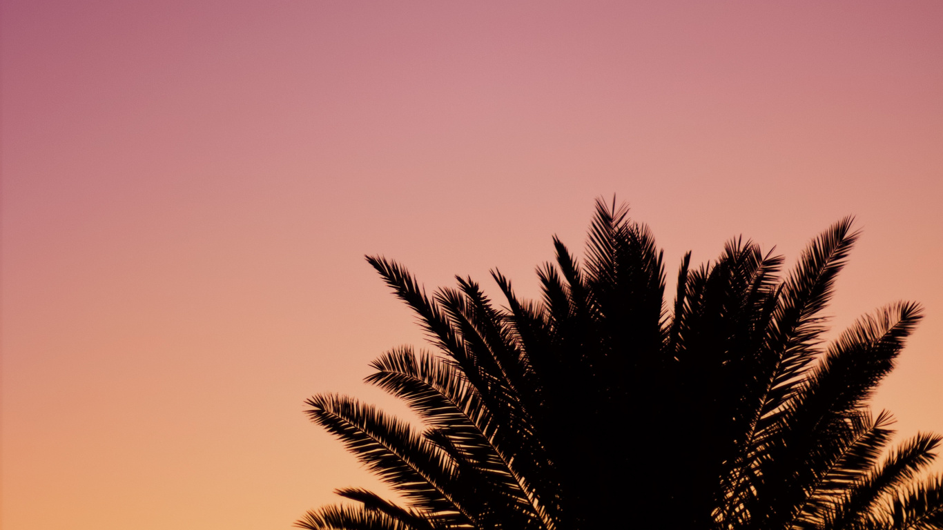Download 1366x768 Wallpaper Tree, Palm Tree, Cloud, Afterglow, Purple Tree, Palm Tree, Cloud, Afterglow, Purple. Wallpaper in 1366x768 Resolution