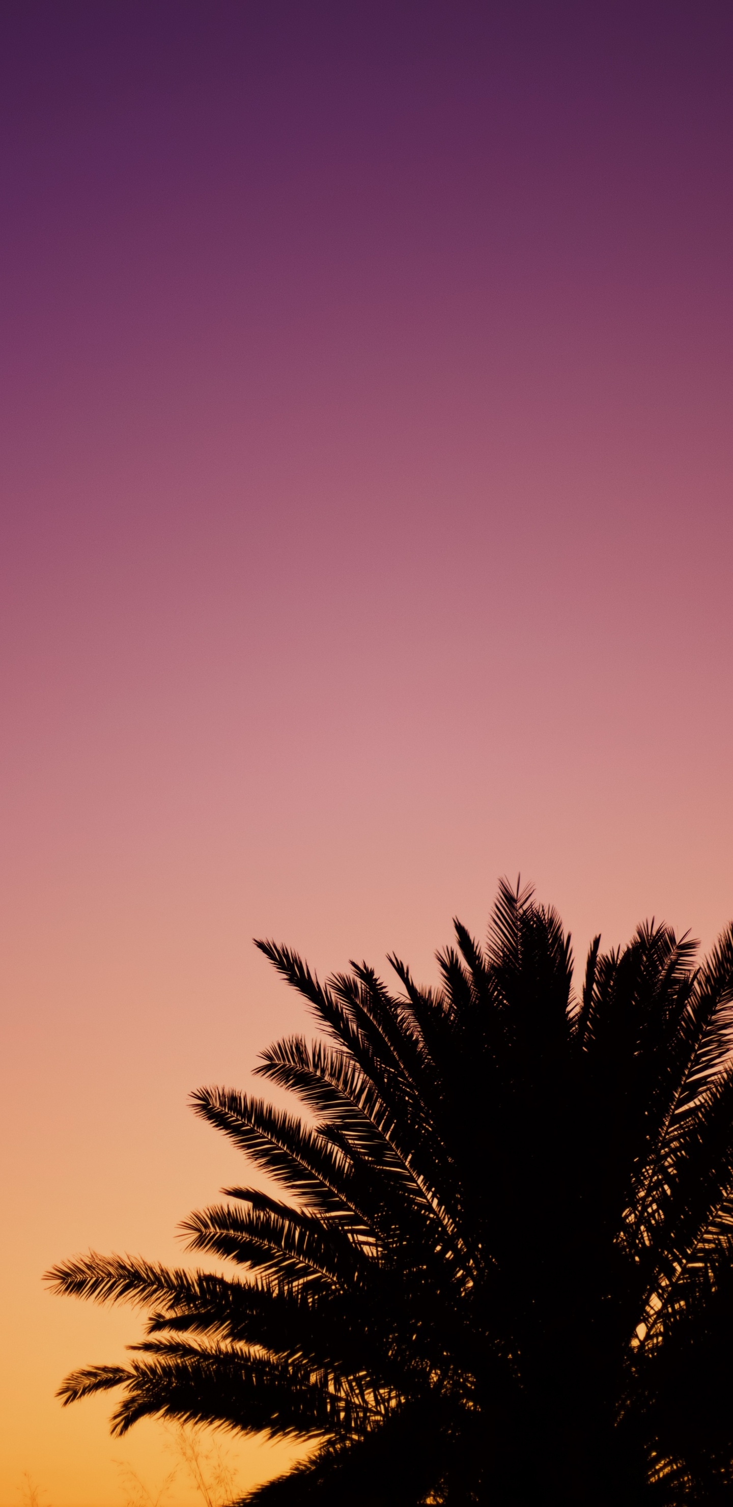 Tree, Palm Tree, Cloud, Afterglow, Purple. Wallpaper in 1440x2960 Resolution