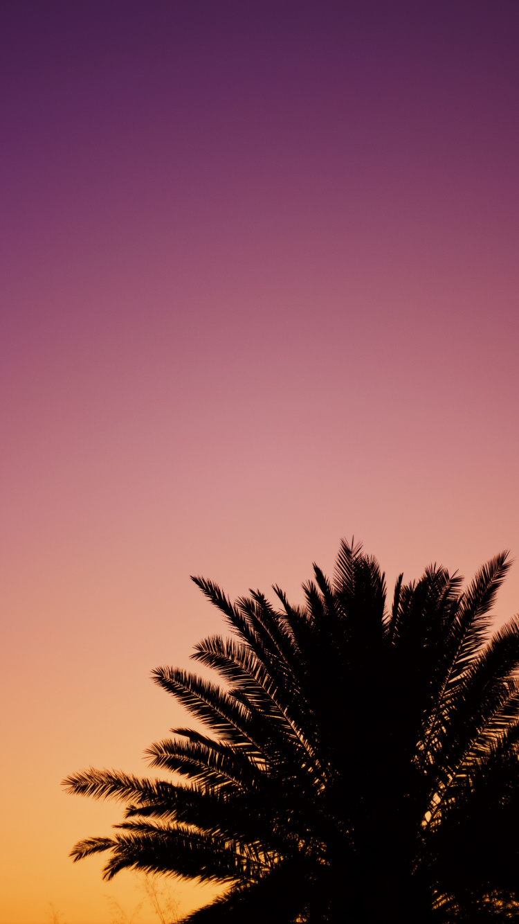 Download 750x1334 Wallpaper Tree, Palm Tree, Cloud, Afterglow, Purple Tree, Palm Tree, Cloud, Afterglow, Purple. Wallpaper in 750x1334 Resolution