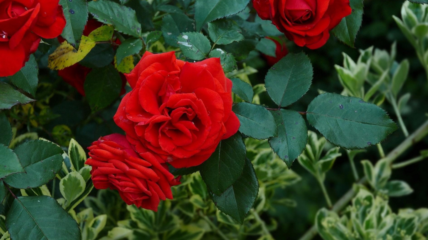Rose Rouge en Fleurs Pendant la Journée. Wallpaper in 1366x768 Resolution