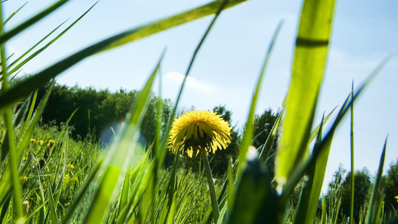 Diente de León Amarillo en Flor Durante el Día. Wallpaper in 1280x720 Resolution