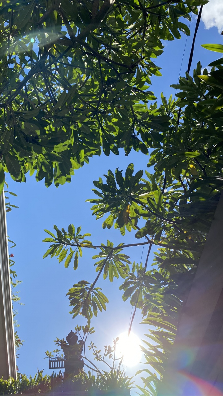 Blatt, Palme, Majorelle-blau, Pflanzen, Biologie. Wallpaper in 720x1280 Resolution