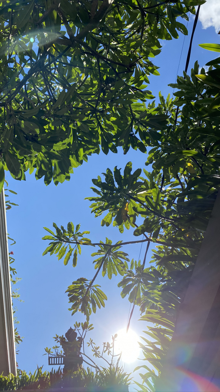 Blatt, Palme, Majorelle-blau, Pflanzen, Biologie. Wallpaper in 750x1334 Resolution