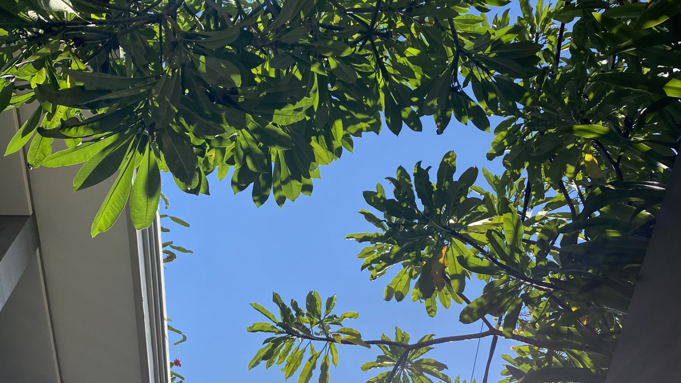 Palmera, Azul Majorelle, Planta, Biología, la Luz Del Sol. Wallpaper in 1366x768 Resolution