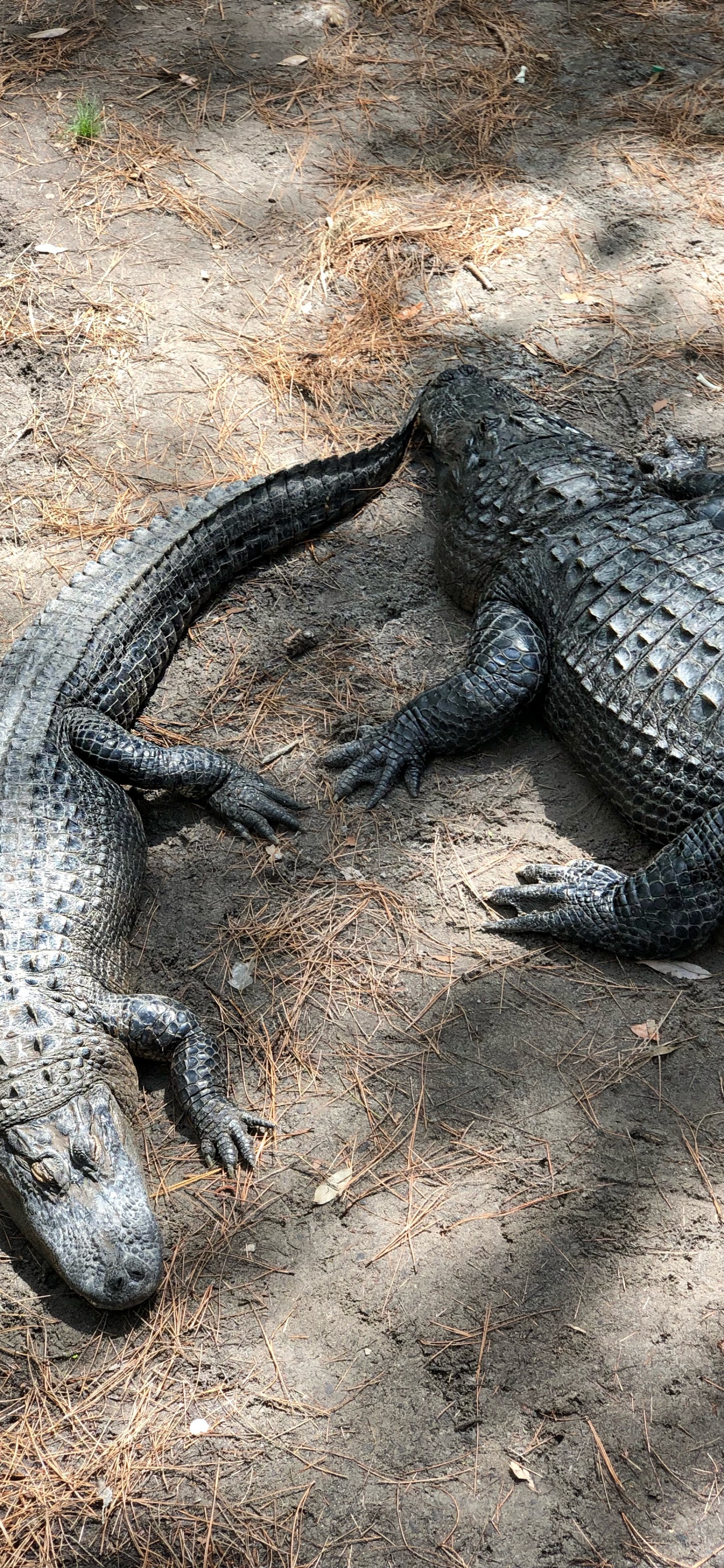 Amerikanischer Alligator, NiL Krokodil, Crocodile, Terrestrische Tier, Natur. Wallpaper in 1242x2688 Resolution