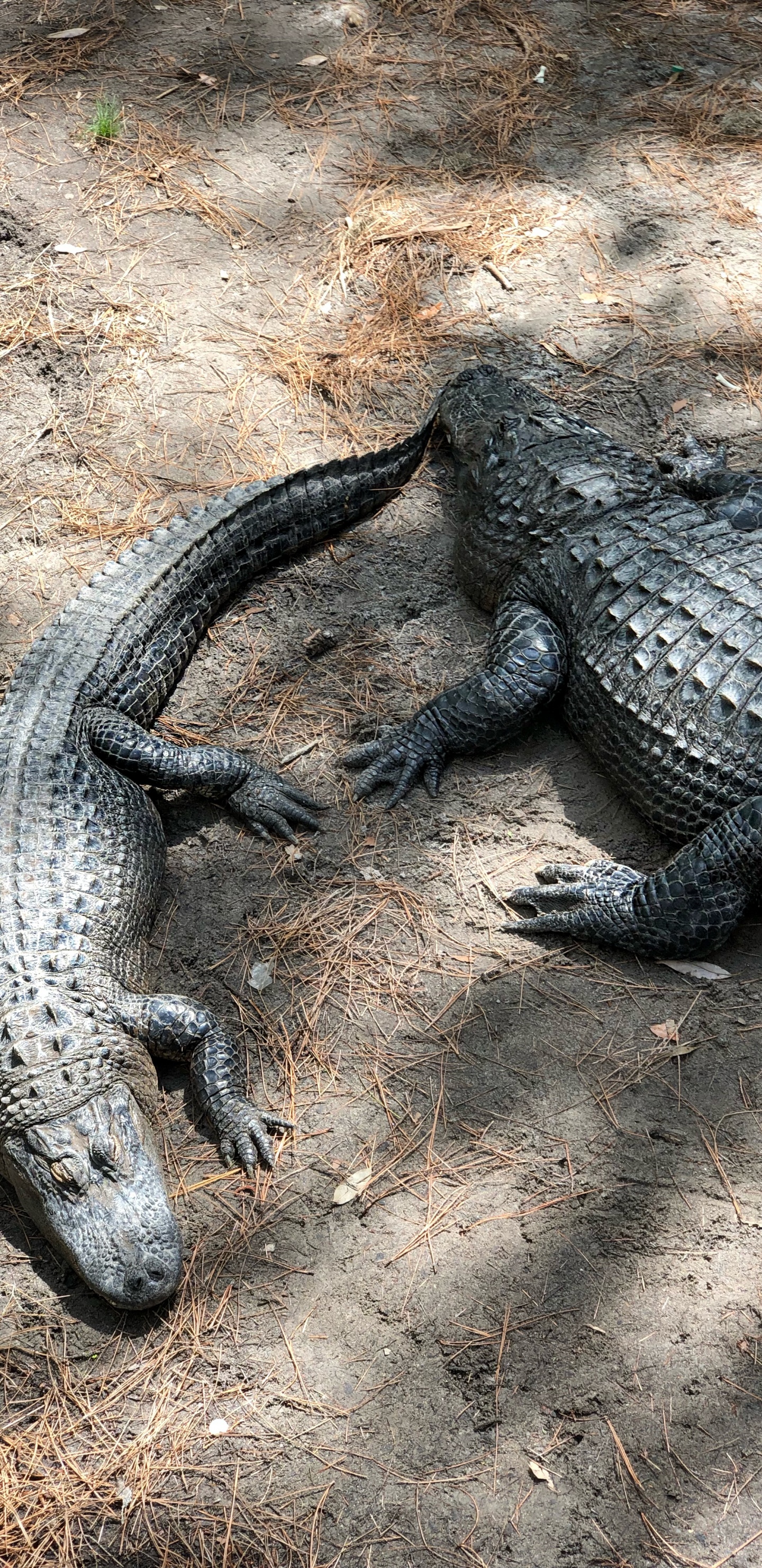 Amerikanischer Alligator, NiL Krokodil, Crocodile, Terrestrische Tier, Natur. Wallpaper in 1440x2960 Resolution