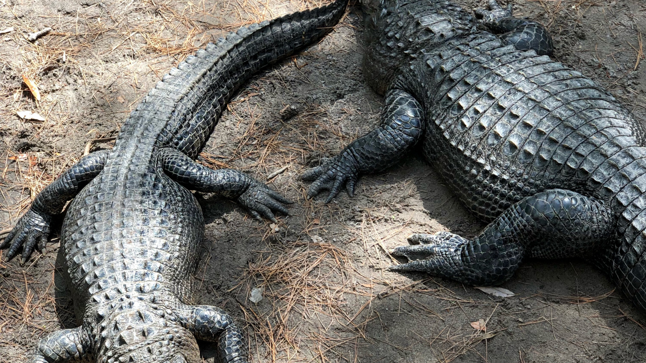 Crocodile, American Alligator, Nile Crocodile, Crocodiles, Terrestrial Animal. Wallpaper in 1280x720 Resolution
