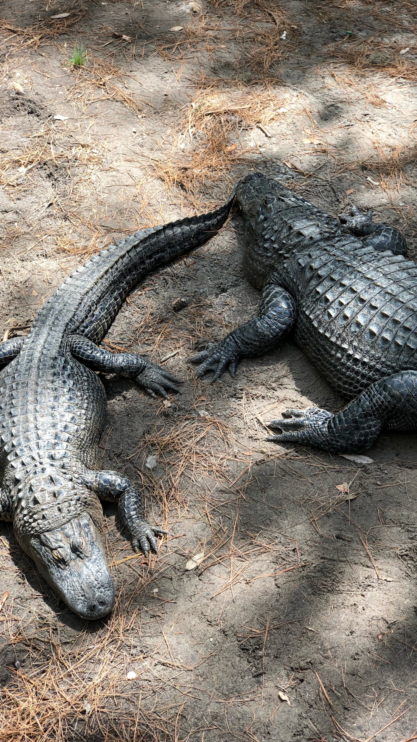 Crocodile, American Alligator, Nile Crocodile, Crocodiles, Terrestrial Animal. Wallpaper in 1440x2560 Resolution