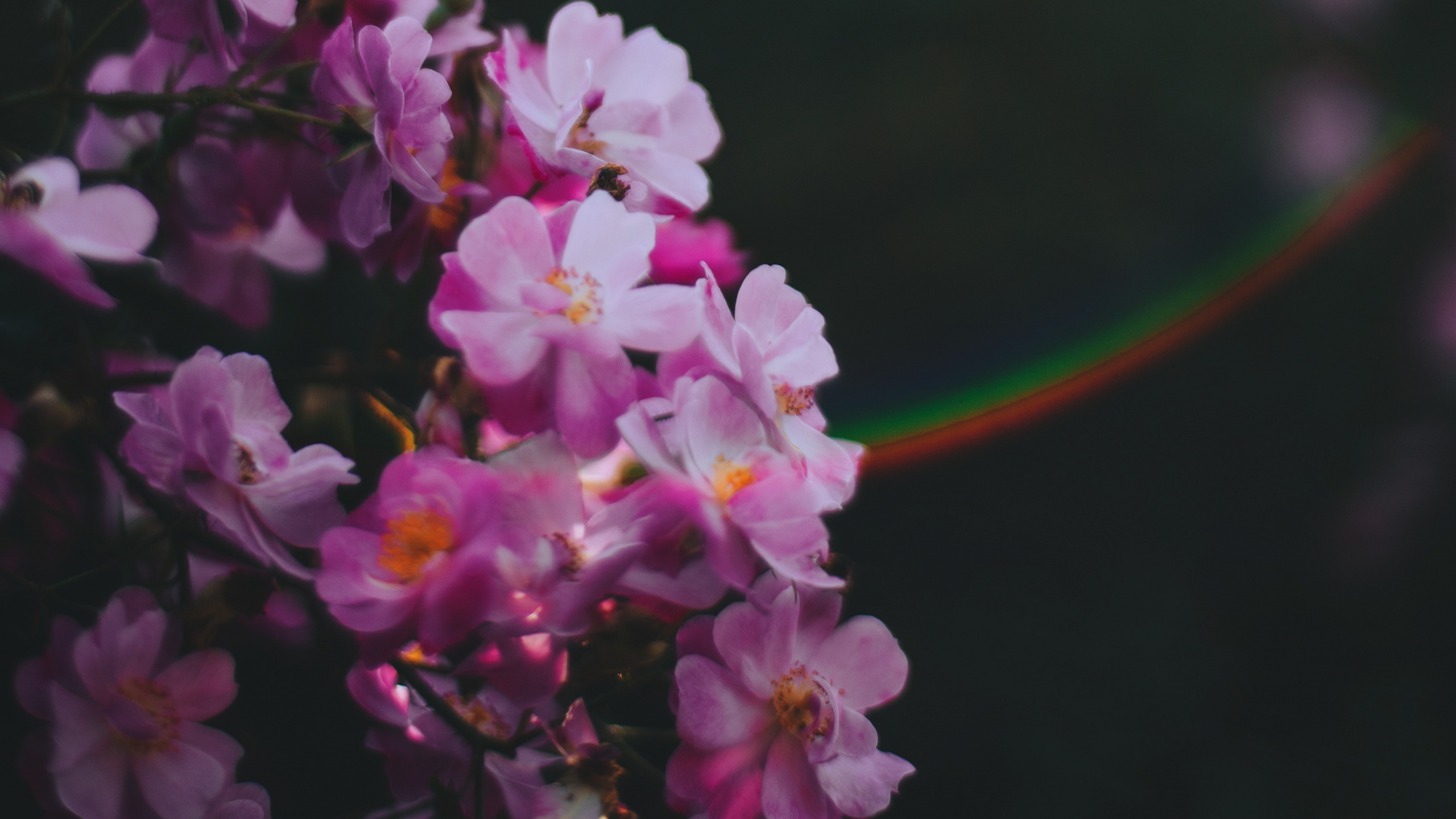 Purple Flowers in Tilt Shift Lens. Wallpaper in 2560x1440 Resolution