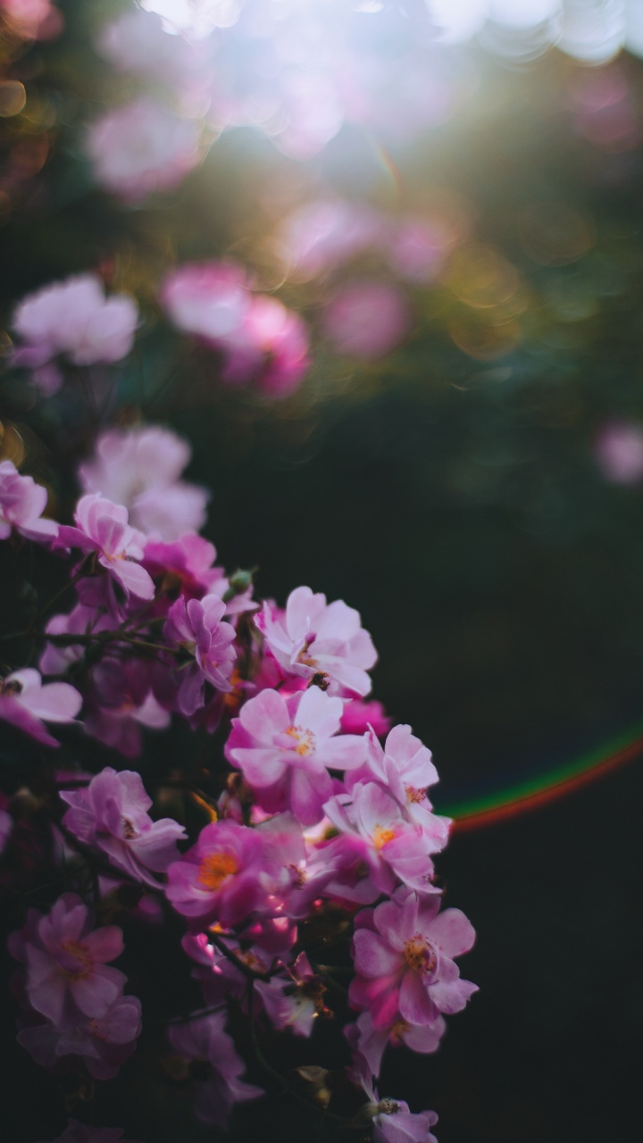 Purple Flowers in Tilt Shift Lens. Wallpaper in 720x1280 Resolution