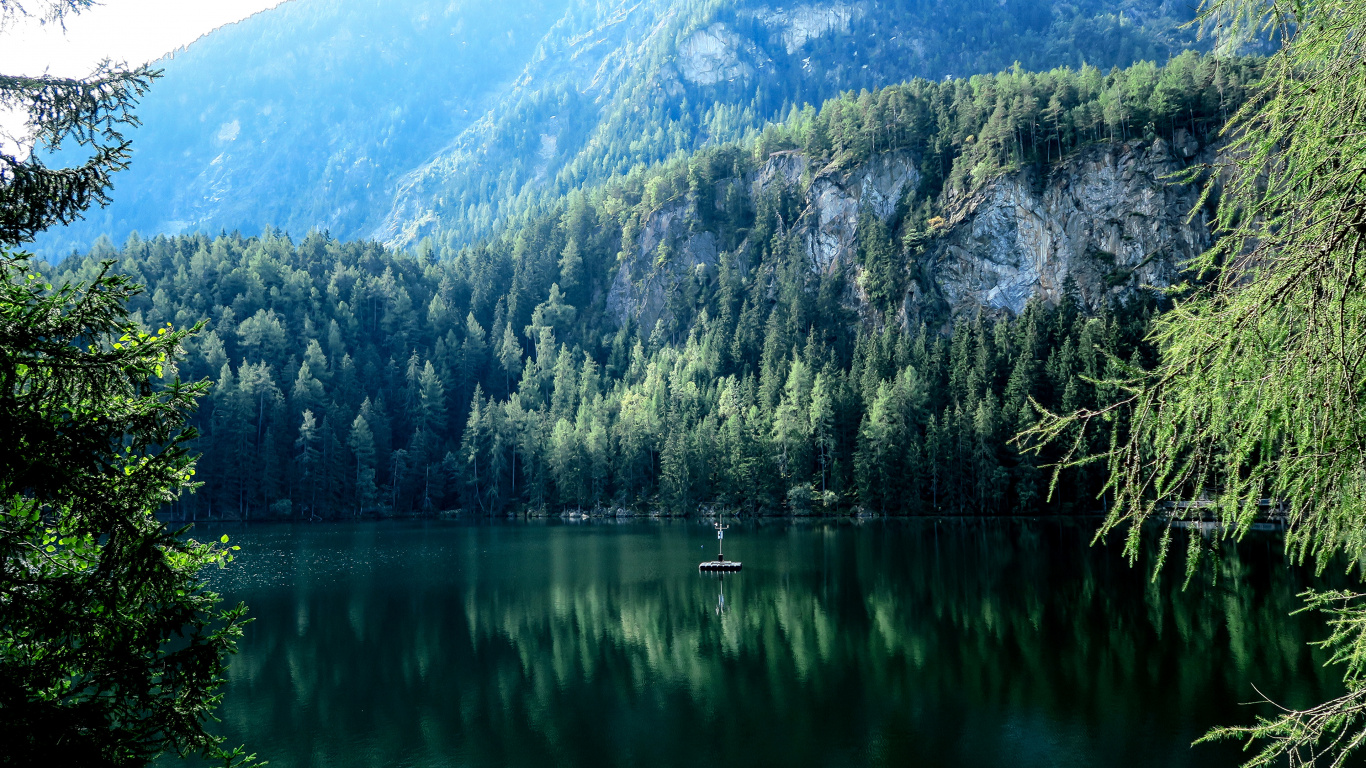 Green Trees Near Lake During Daytime. Wallpaper in 1366x768 Resolution