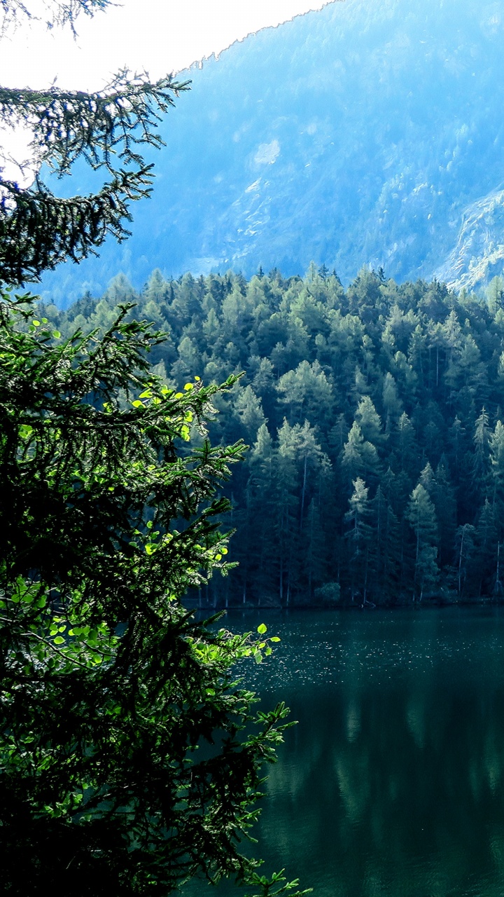 Green Trees Near Lake During Daytime. Wallpaper in 720x1280 Resolution