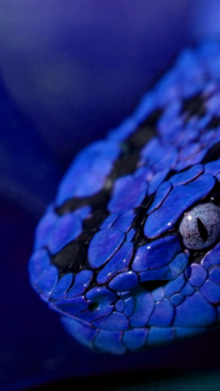 Serpent Bleu et Jaune Sur Une Branche D'arbre Marron. Wallpaper in 720x1280 Resolution