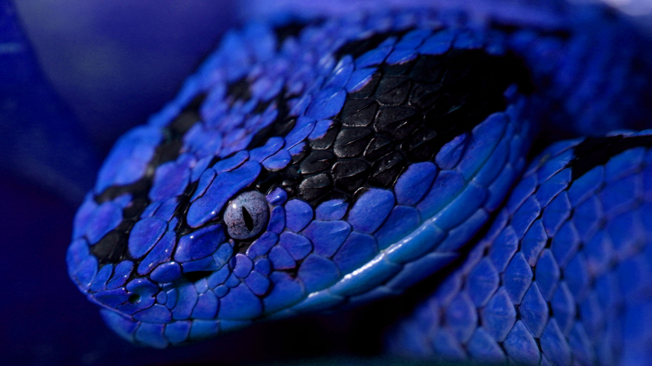 Serpiente Azul y Amarilla en la Rama de un Árbol Marrón. Wallpaper in 1280x720 Resolution