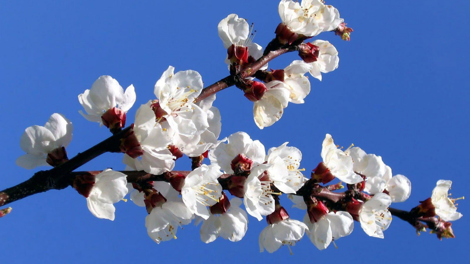 White Cherry Blossom in Bloom During Daytime. Wallpaper in 1920x1080 Resolution