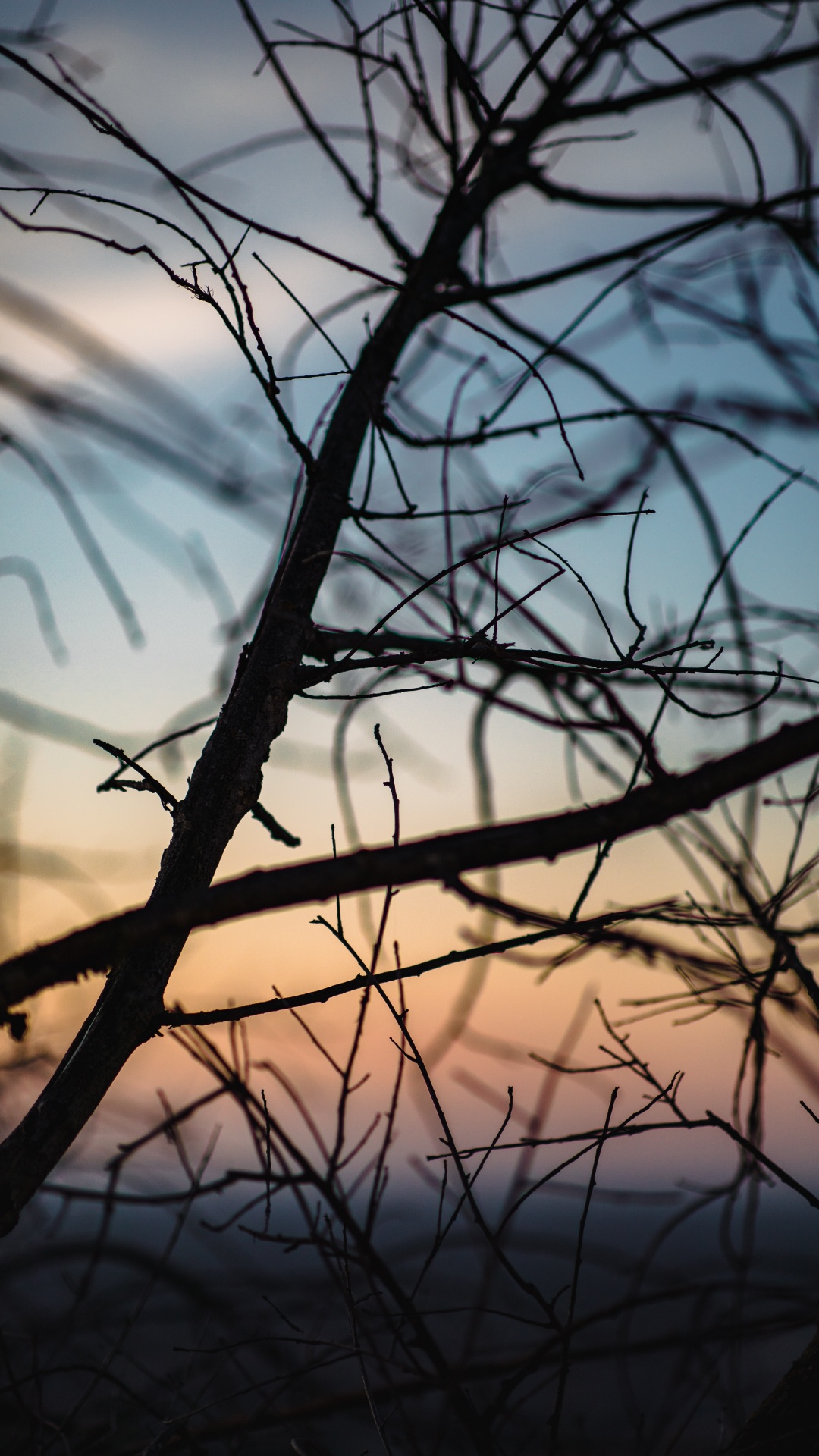 Leafless Tree During Golden Hour. Wallpaper in 1080x1920 Resolution