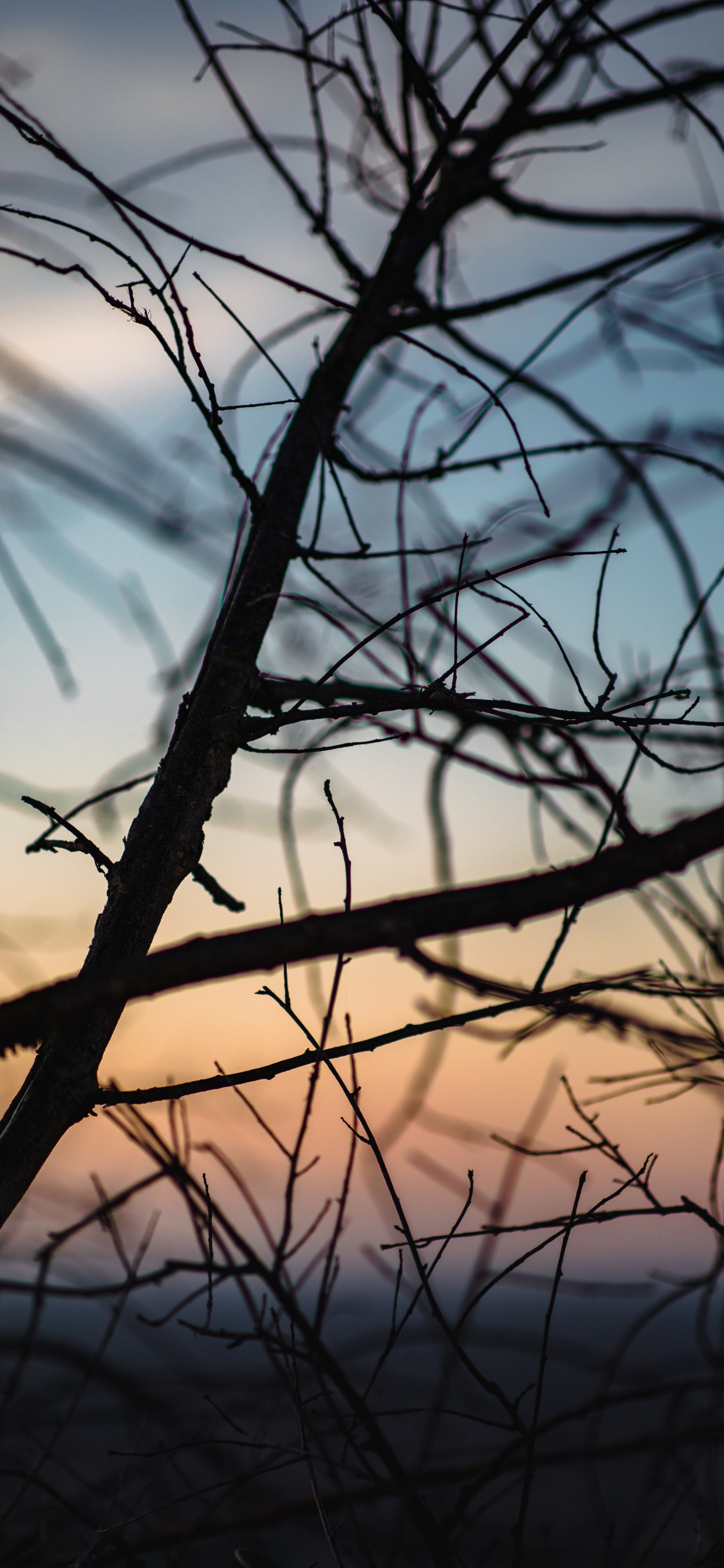 Leafless Tree During Golden Hour. Wallpaper in 1242x2688 Resolution