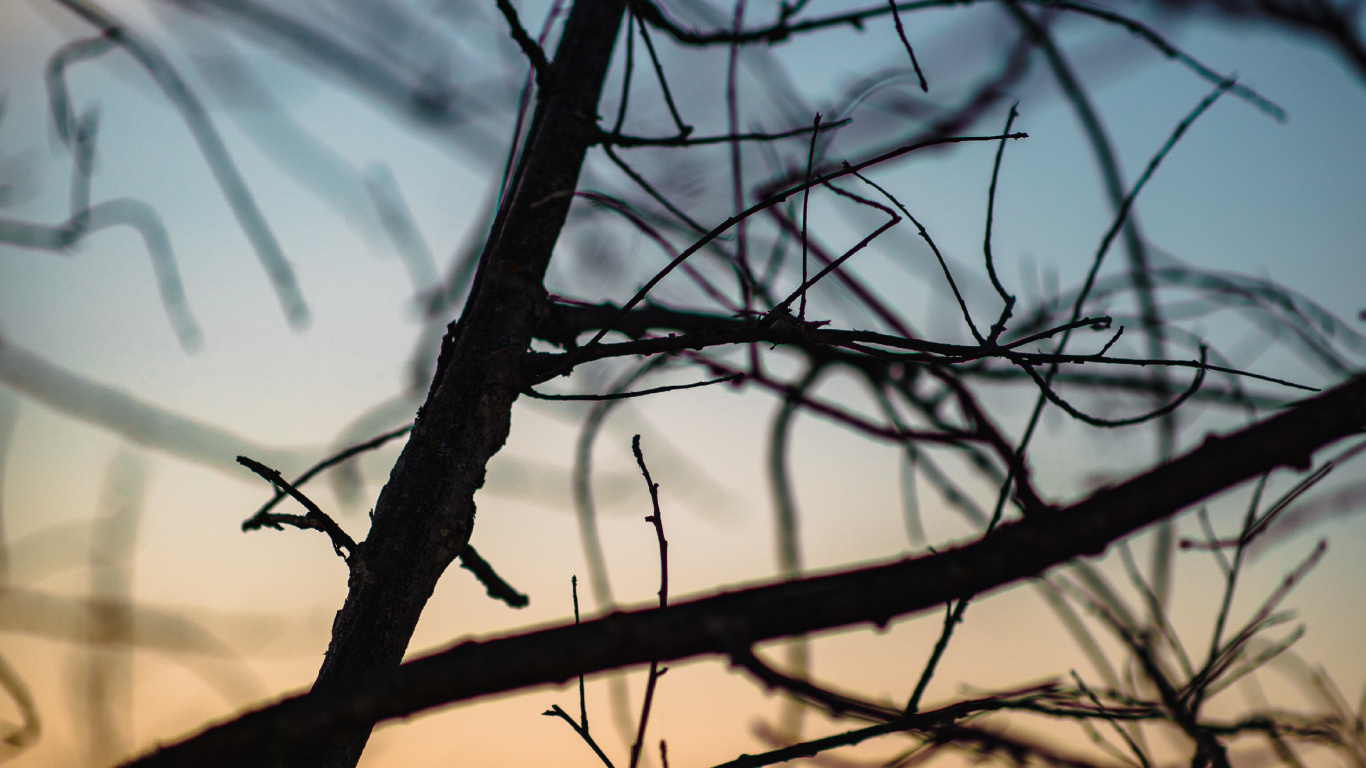 Leafless Tree During Golden Hour. Wallpaper in 1366x768 Resolution