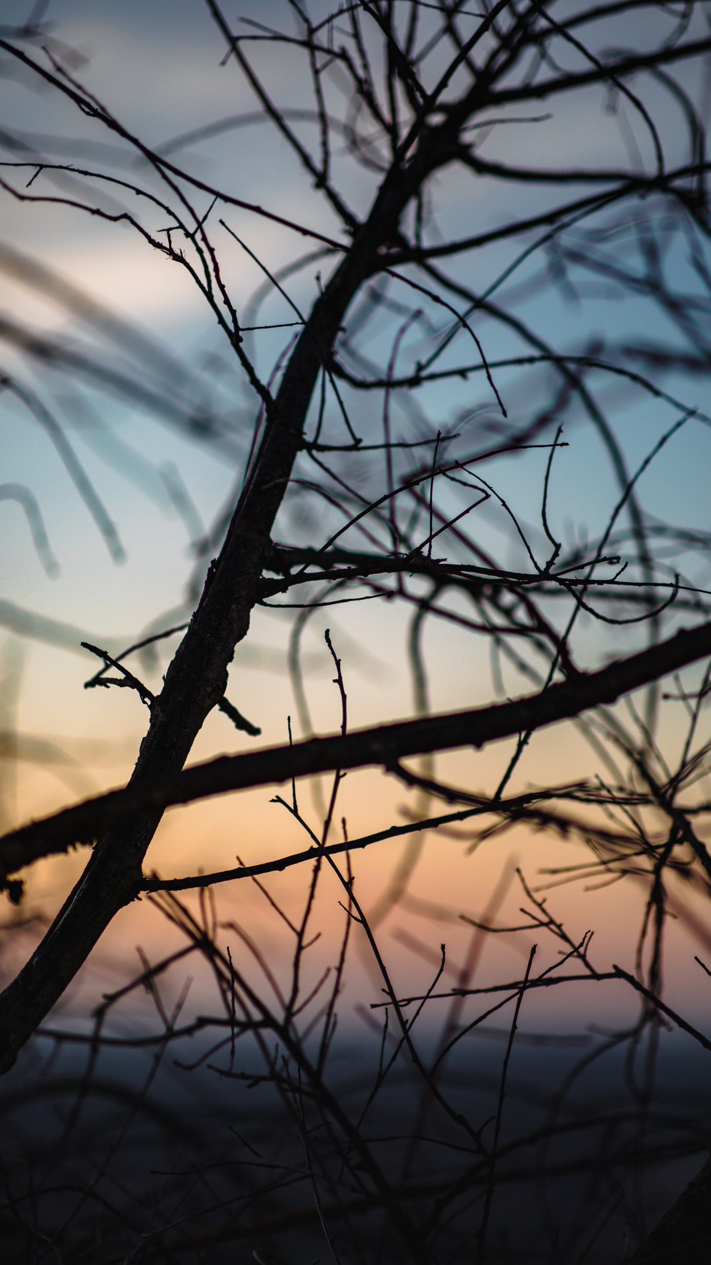 Leafless Tree During Golden Hour. Wallpaper in 1440x2560 Resolution