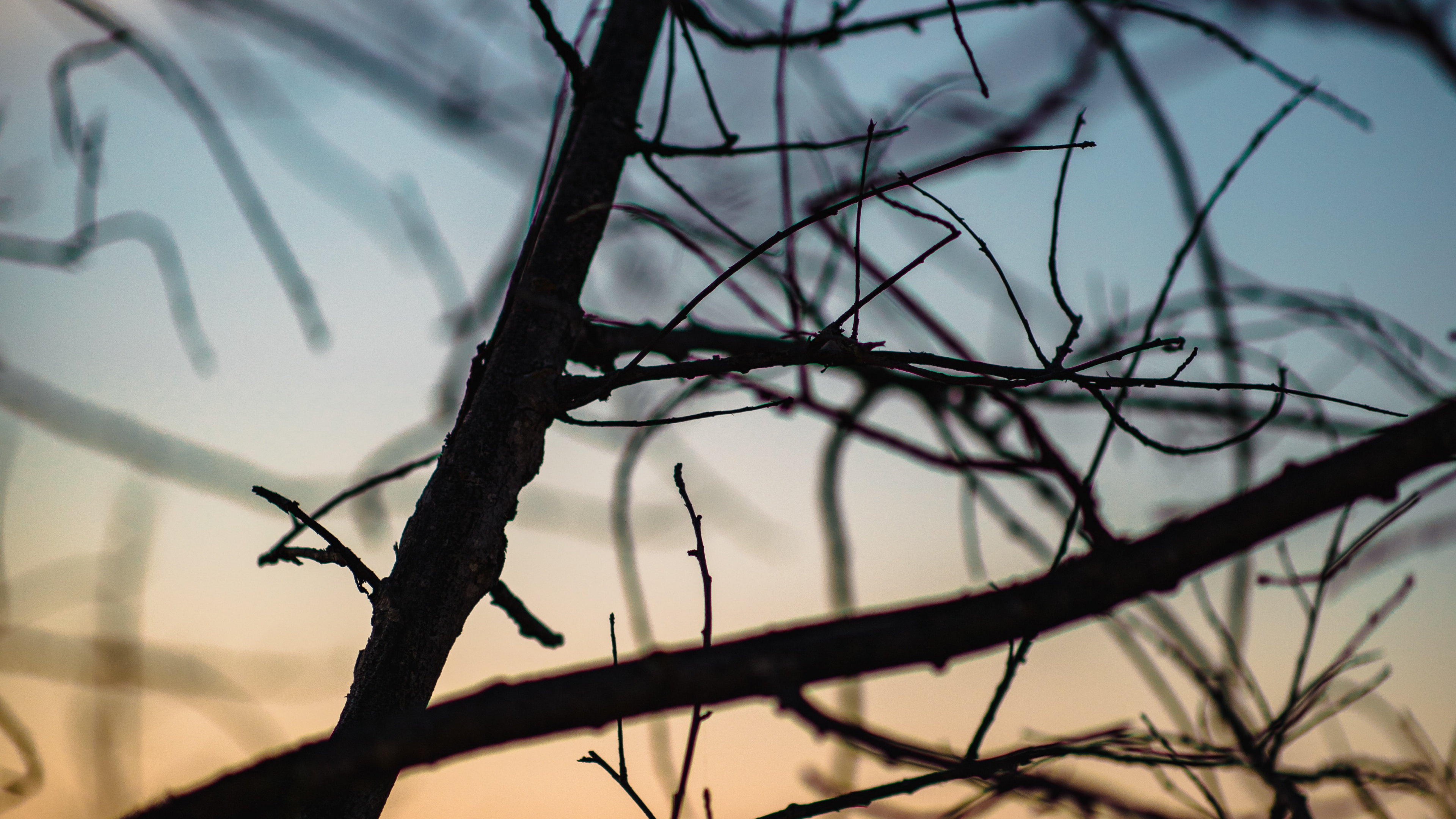 Leafless Tree During Golden Hour. Wallpaper in 3840x2160 Resolution