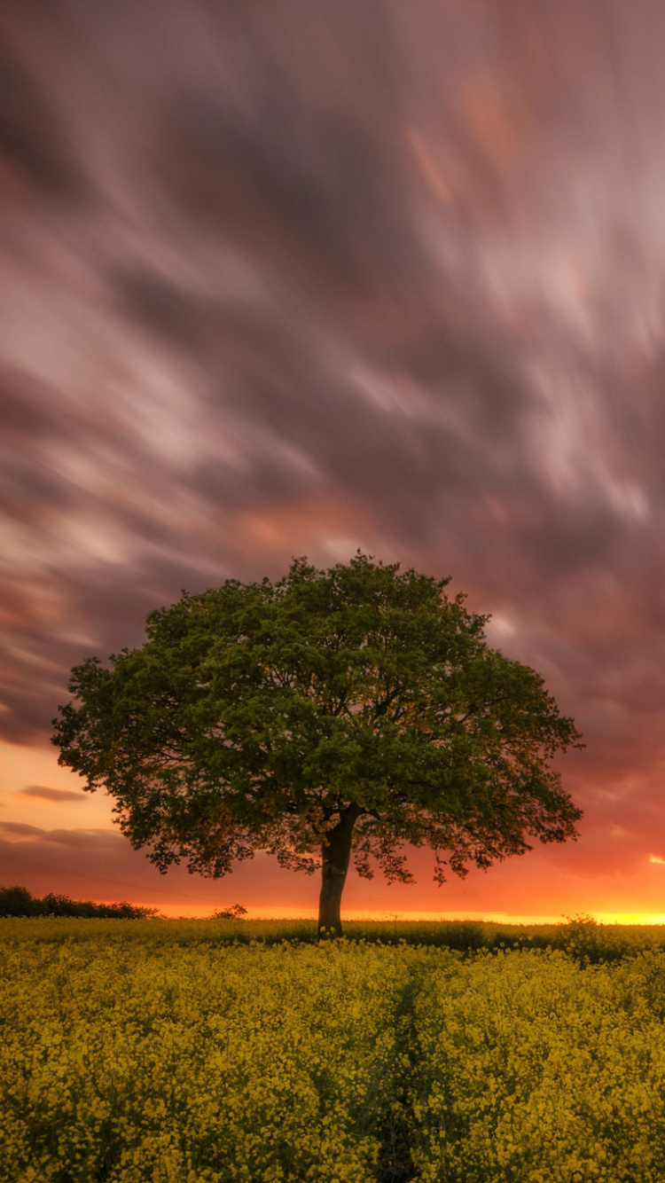 Árbol Verde en el Campo de Flores Amarillas Durante la Puesta de Sol. Wallpaper in 750x1334 Resolution