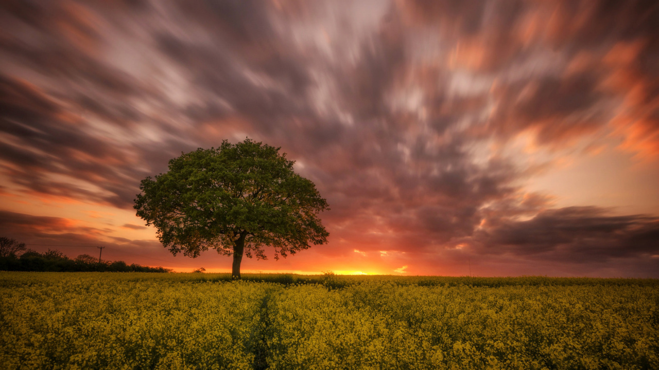Grüner Baum Auf Gelbem Blumenfeld Während Des Sonnenuntergangs. Wallpaper in 1280x720 Resolution