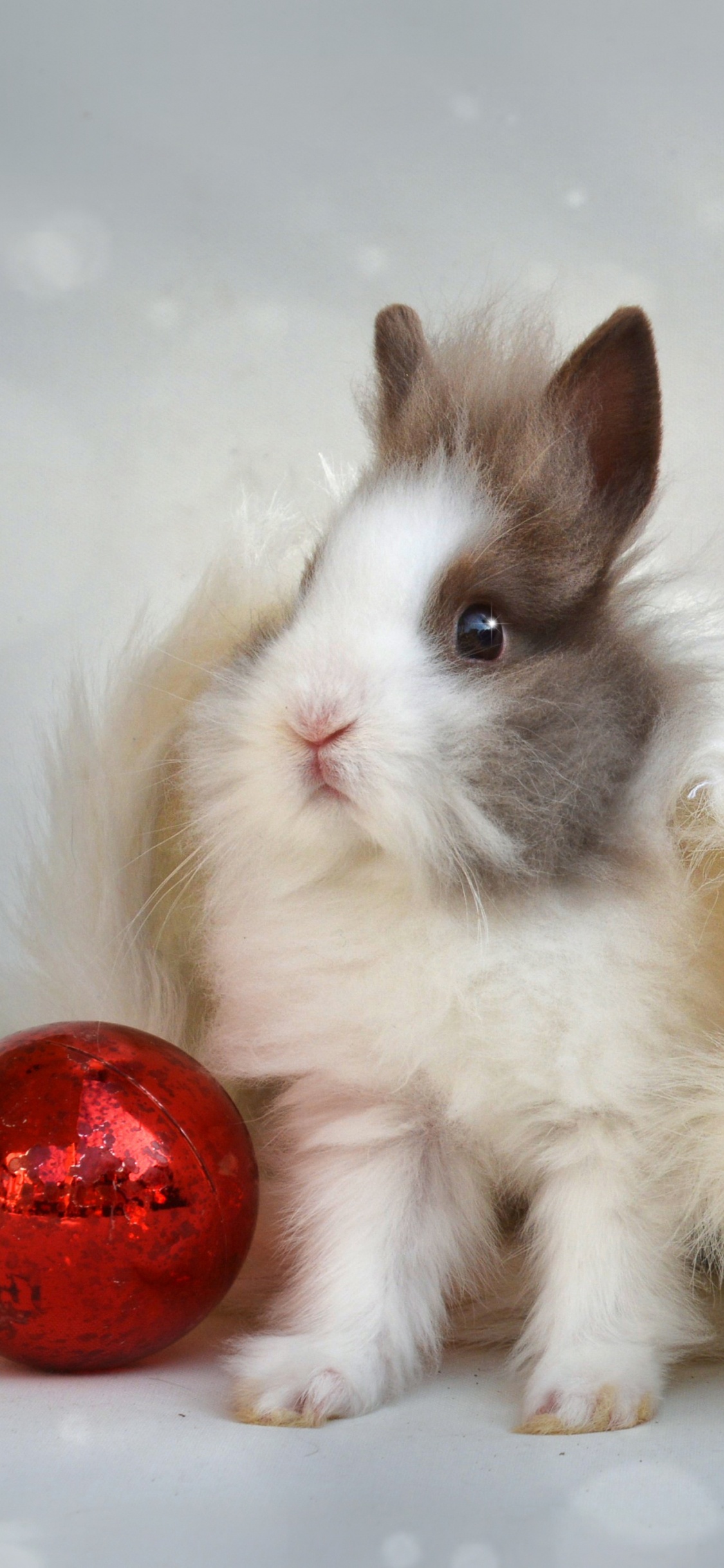 Conejo, El Día De Navidad, Bigote, Conejo Enano, Navidad. Wallpaper in 1125x2436 Resolution