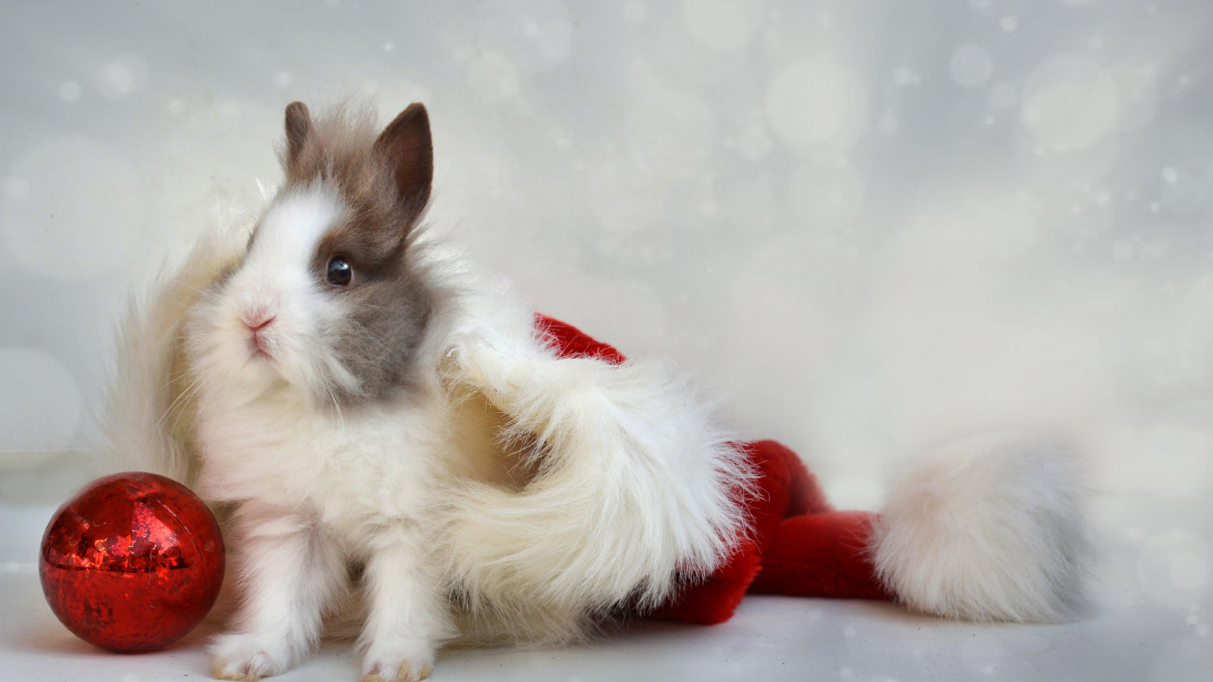 Rabbit, Christmas Day, Whiskers, Moustache, Tail. Wallpaper in 1366x768 Resolution