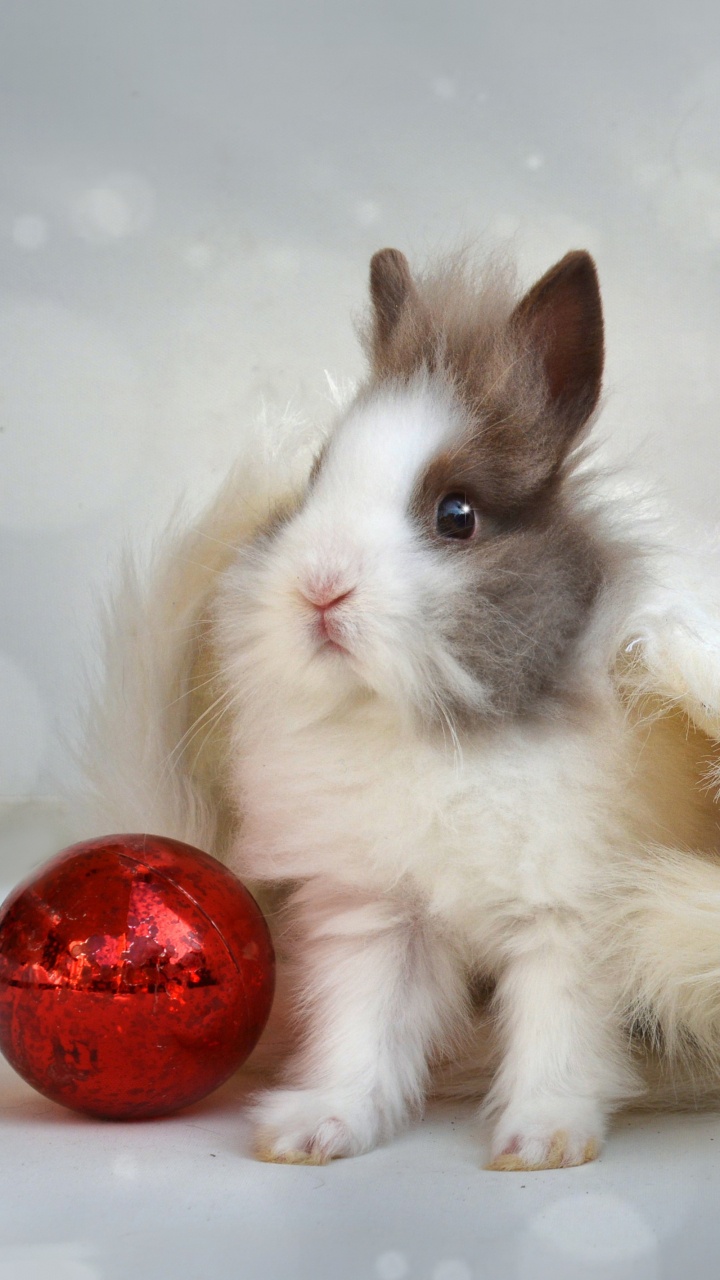 Rabbit, Christmas Day, Whiskers, Moustache, Tail. Wallpaper in 720x1280 Resolution