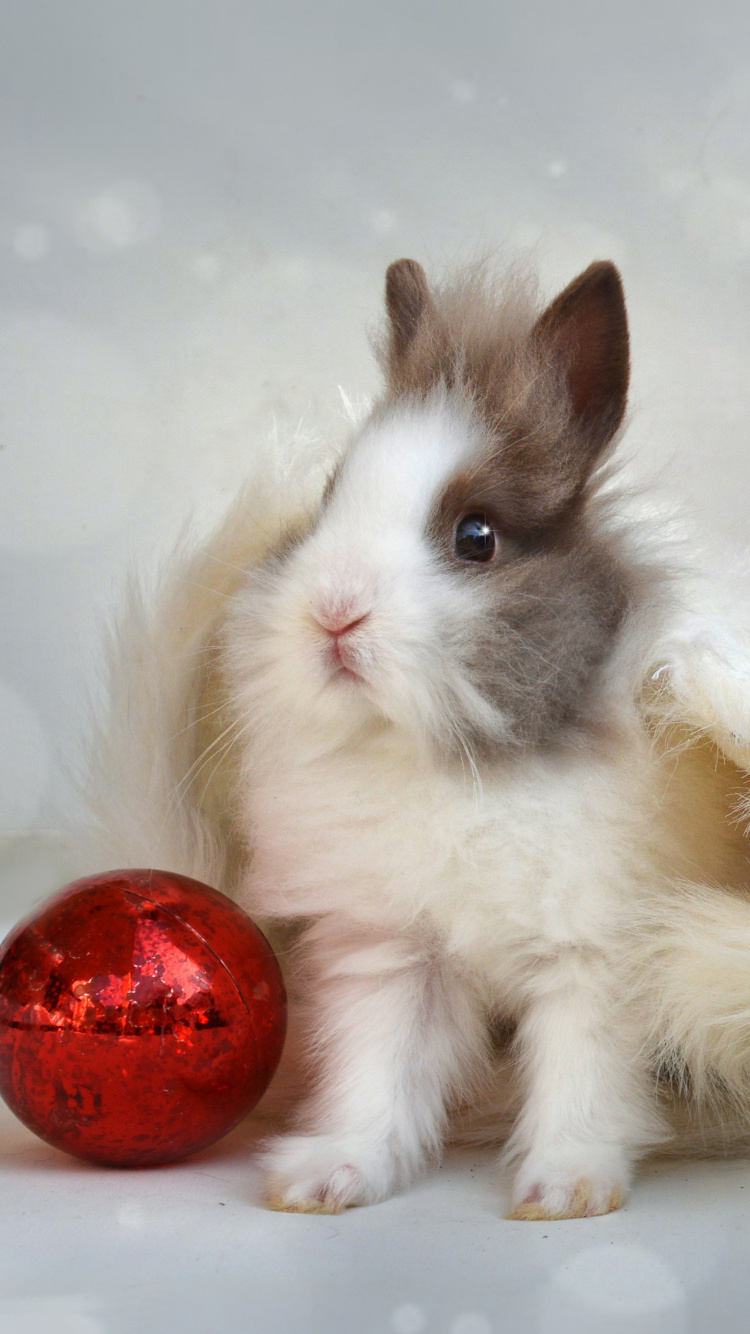 Rabbit, Christmas Day, Whiskers, Moustache, Tail. Wallpaper in 750x1334 Resolution