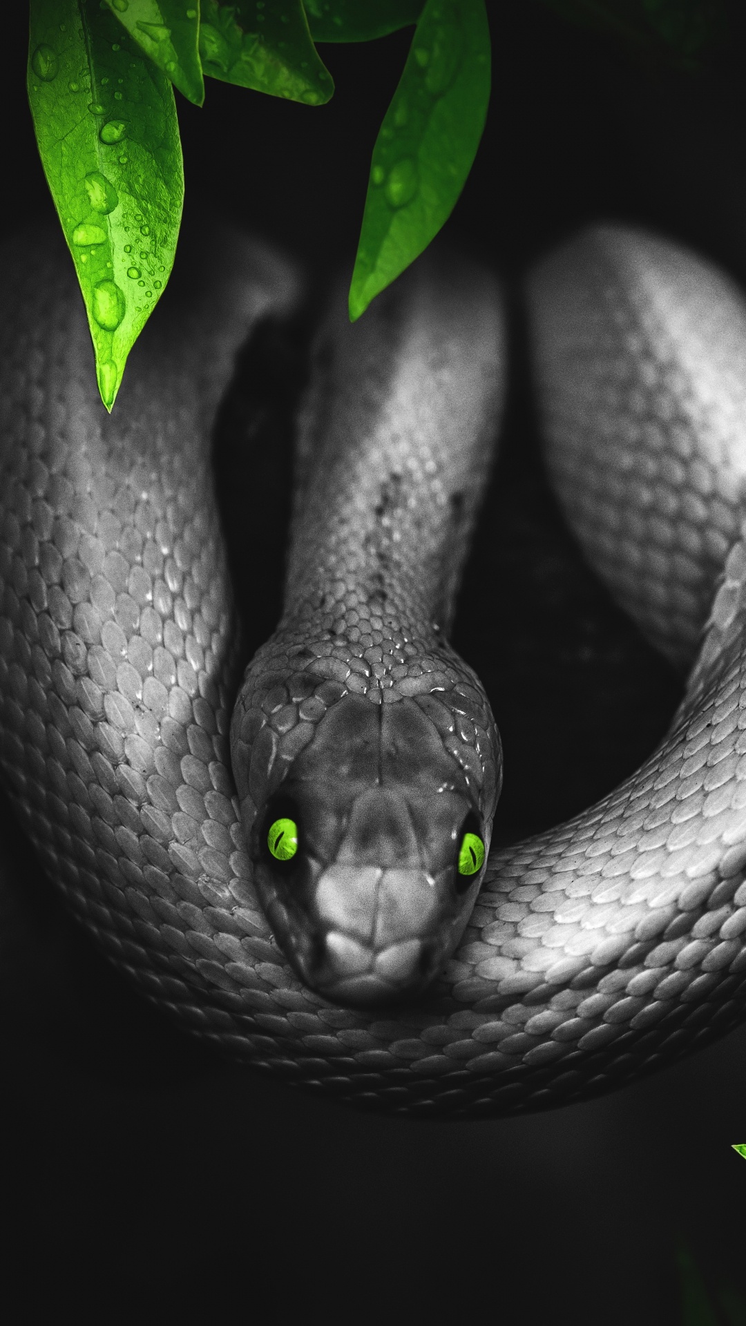 Serpent Vert Sur Sol Brun. Wallpaper in 1080x1920 Resolution