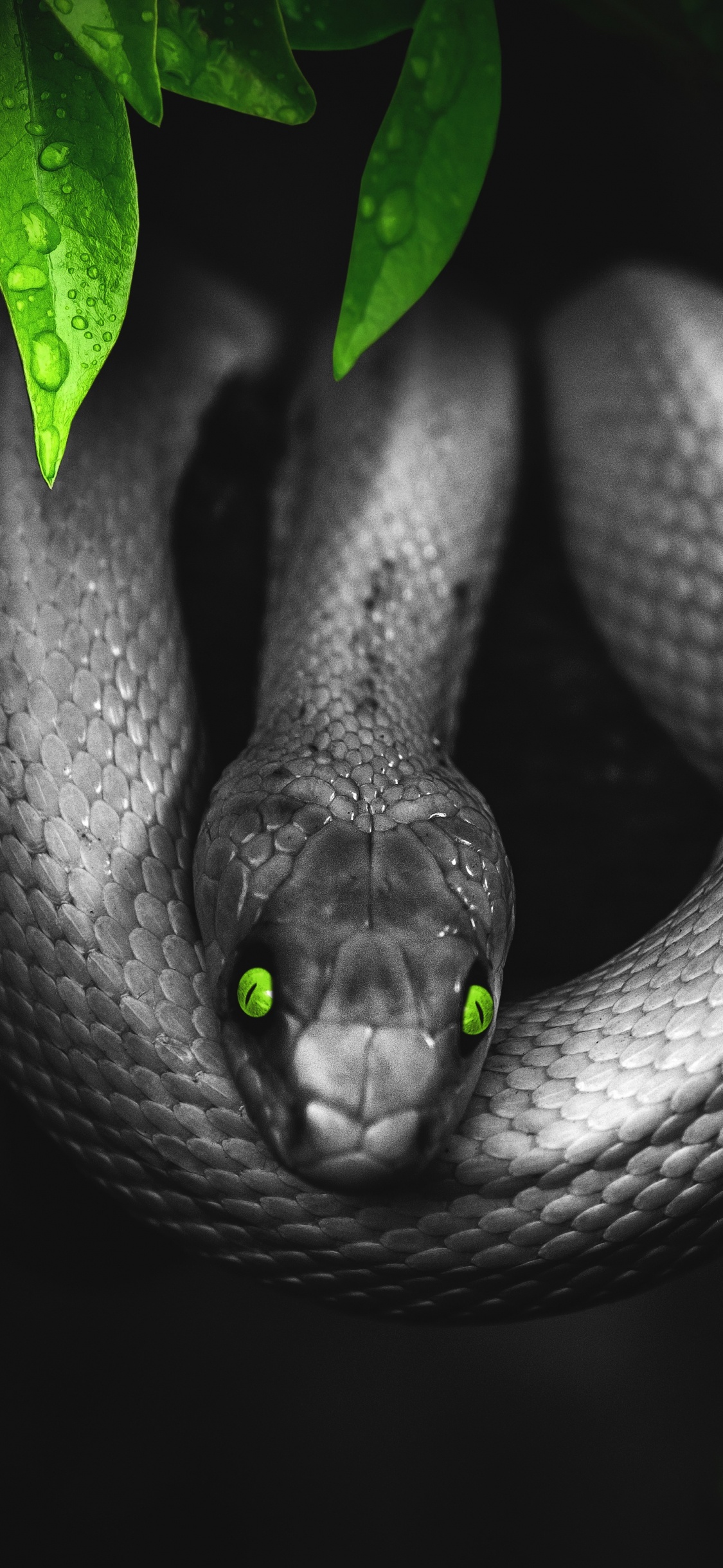 Serpent Vert Sur Sol Brun. Wallpaper in 1125x2436 Resolution