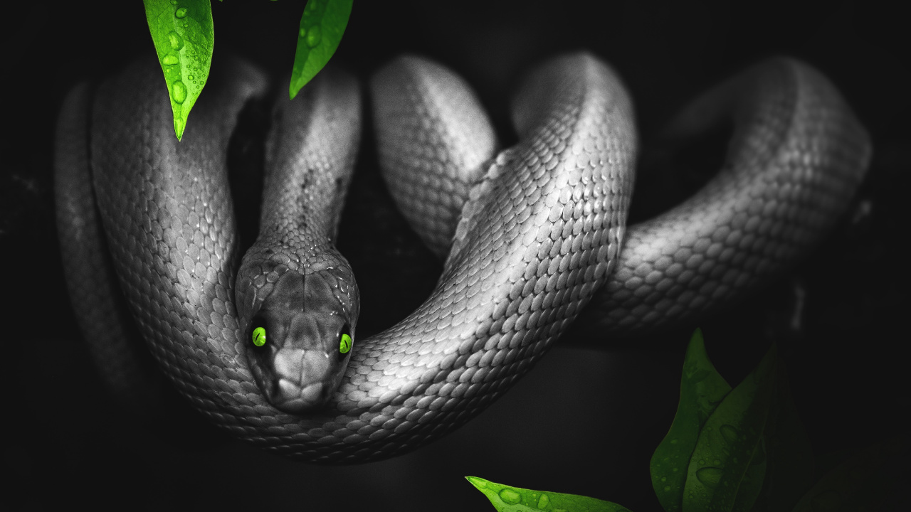 Serpent Vert Sur Sol Brun. Wallpaper in 1280x720 Resolution