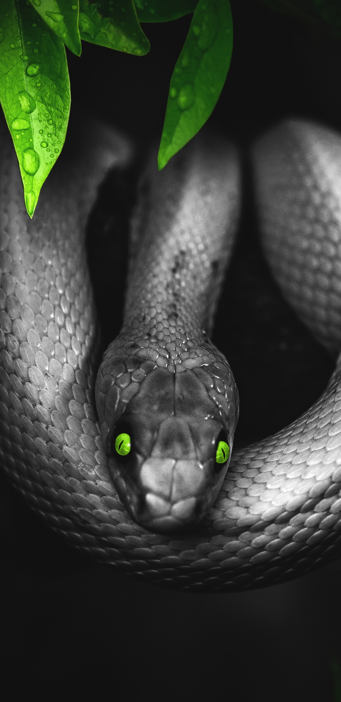 Serpent Vert Sur Sol Brun. Wallpaper in 1440x2960 Resolution