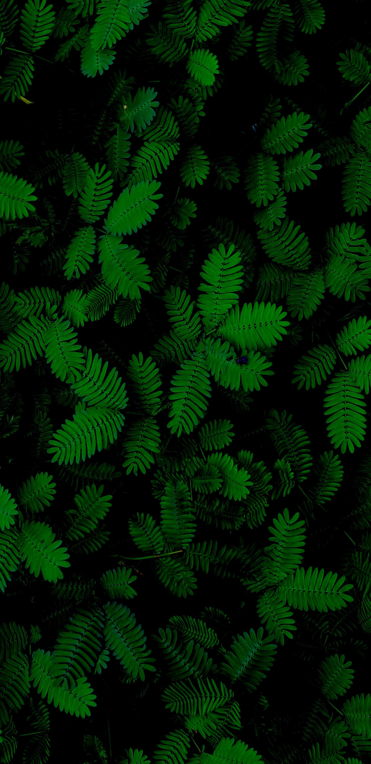 Blatt, Farn, Sukkulente, Terrestrische Pflanzen, Baum. Wallpaper in 1440x2960 Resolution