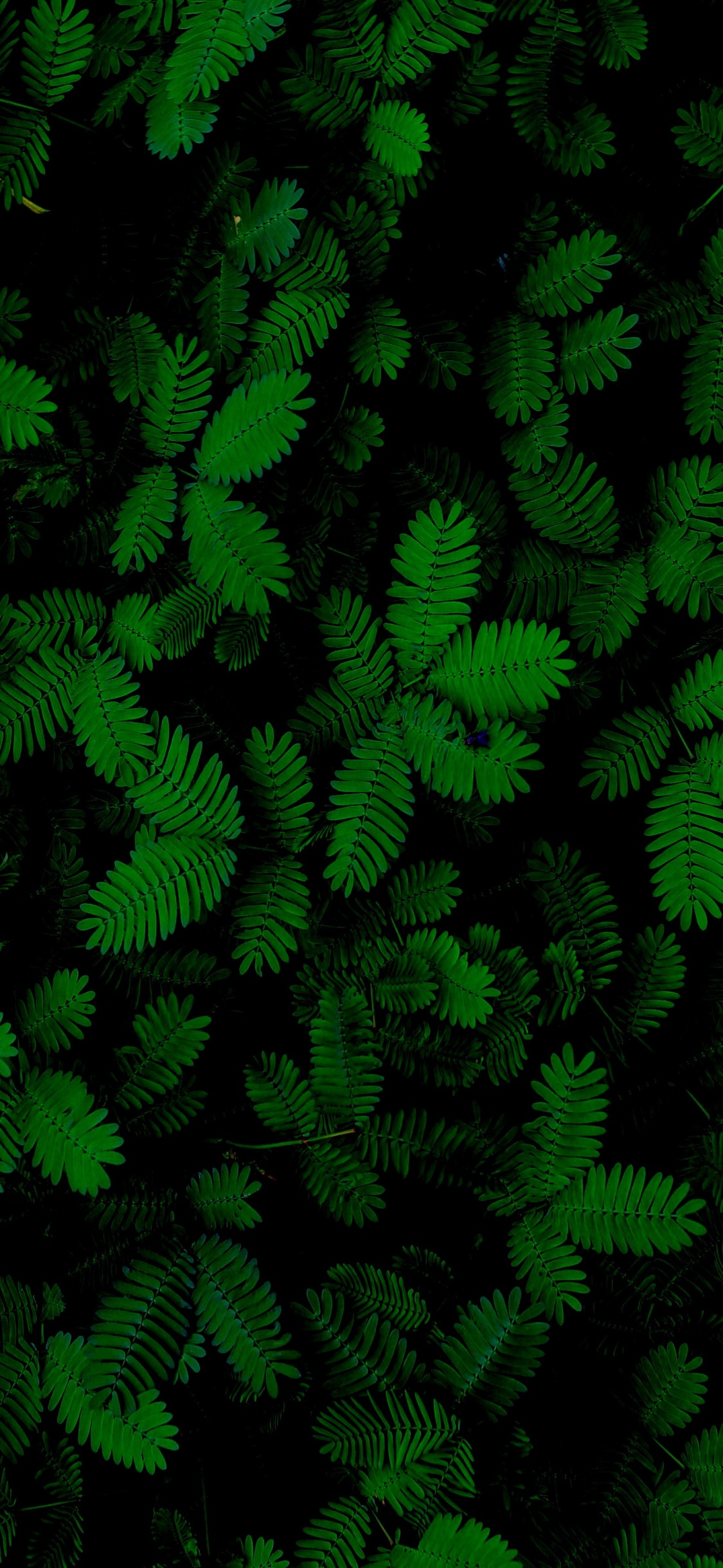 Feuille, Fougère, Plante Succulente, Plante Terrestre, Couvre-sol. Wallpaper in 1125x2436 Resolution