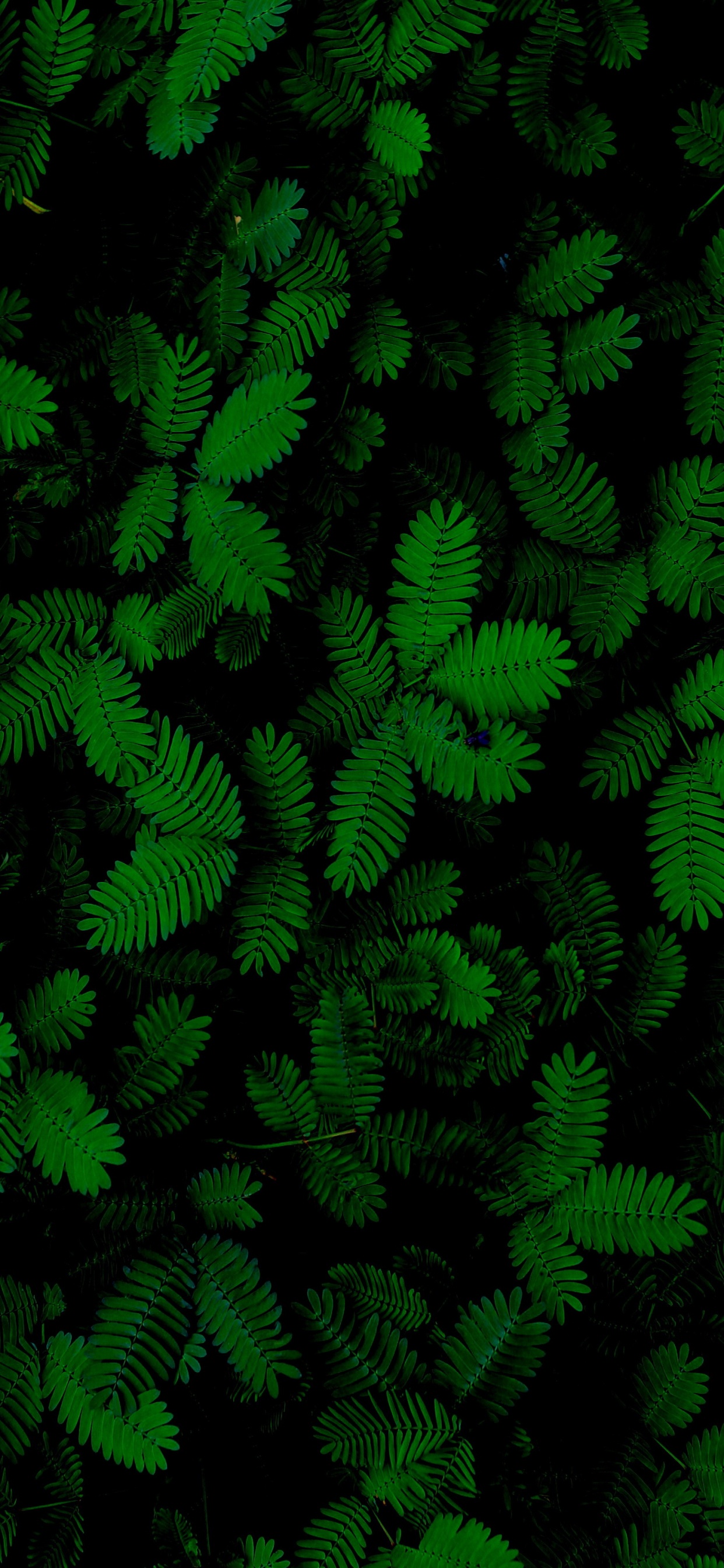 Feuille, Fougère, Plante Succulente, Plante Terrestre, Couvre-sol. Wallpaper in 1242x2688 Resolution