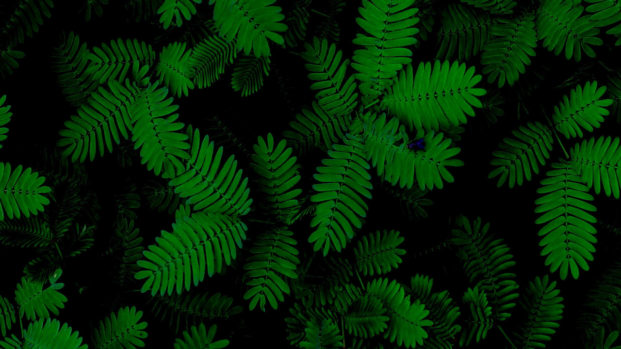 Feuille, Fougère, Plante Succulente, Plante Terrestre, Couvre-sol. Wallpaper in 1280x720 Resolution