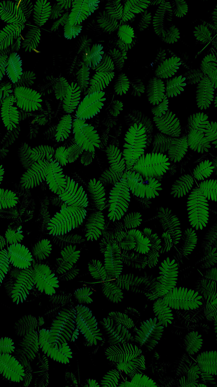 Feuille, Fougère, Plante Succulente, Plante Terrestre, Couvre-sol. Wallpaper in 750x1334 Resolution