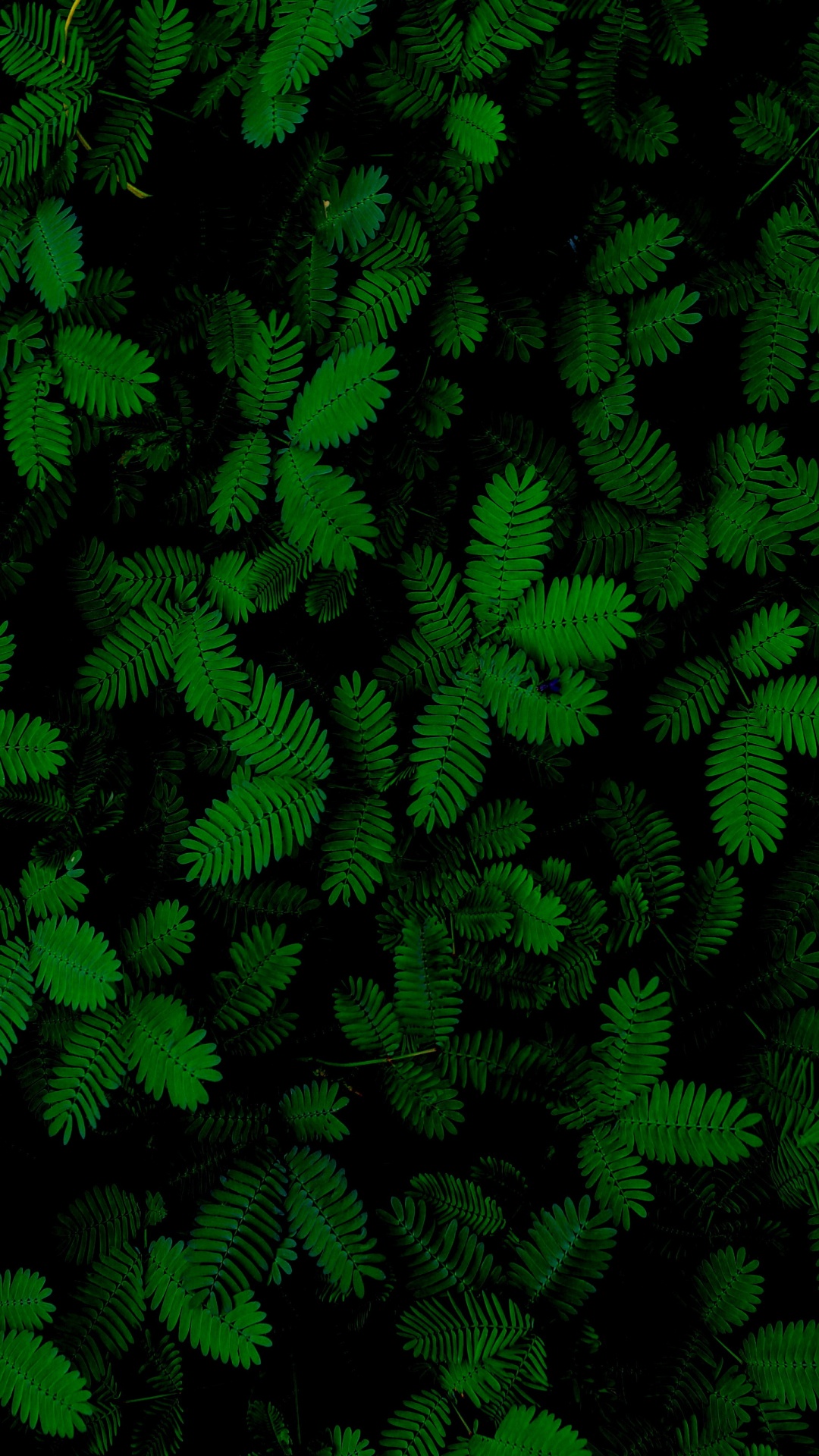 Leaf, Fern, Succulent Plant, Plant, Terrestrial Plant. Wallpaper in 1080x1920 Resolution