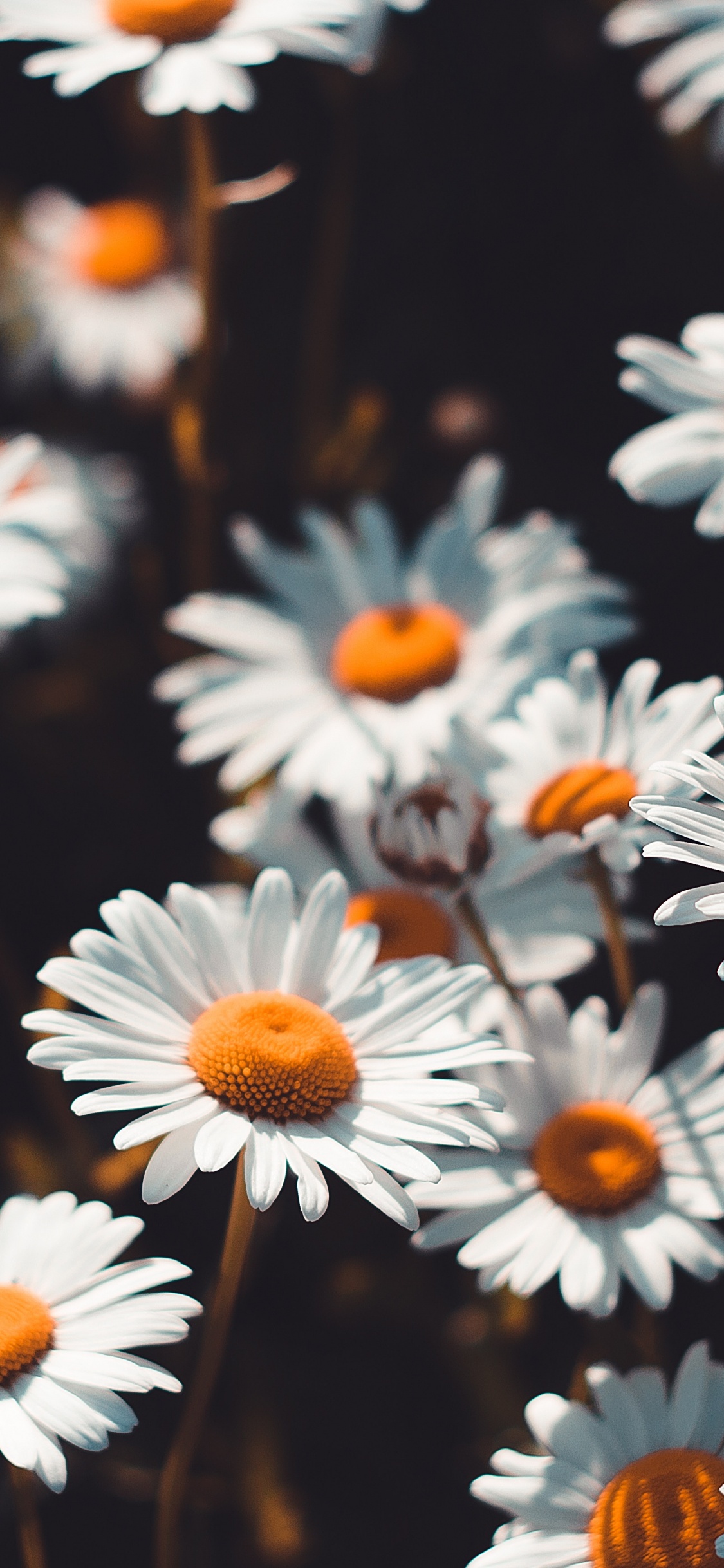 Marguerites Blanches en Fleurs Pendant la Journée. Wallpaper in 1125x2436 Resolution