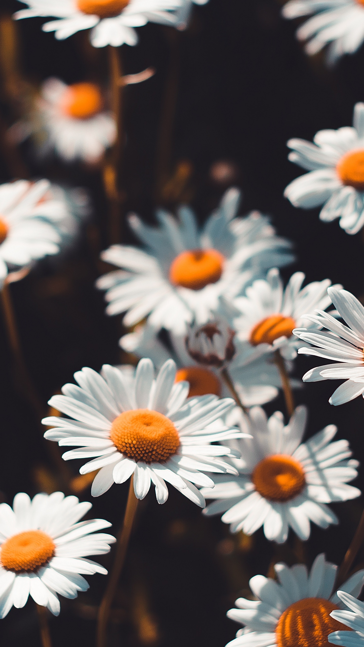 Marguerites Blanches en Fleurs Pendant la Journée. Wallpaper in 1440x2560 Resolution