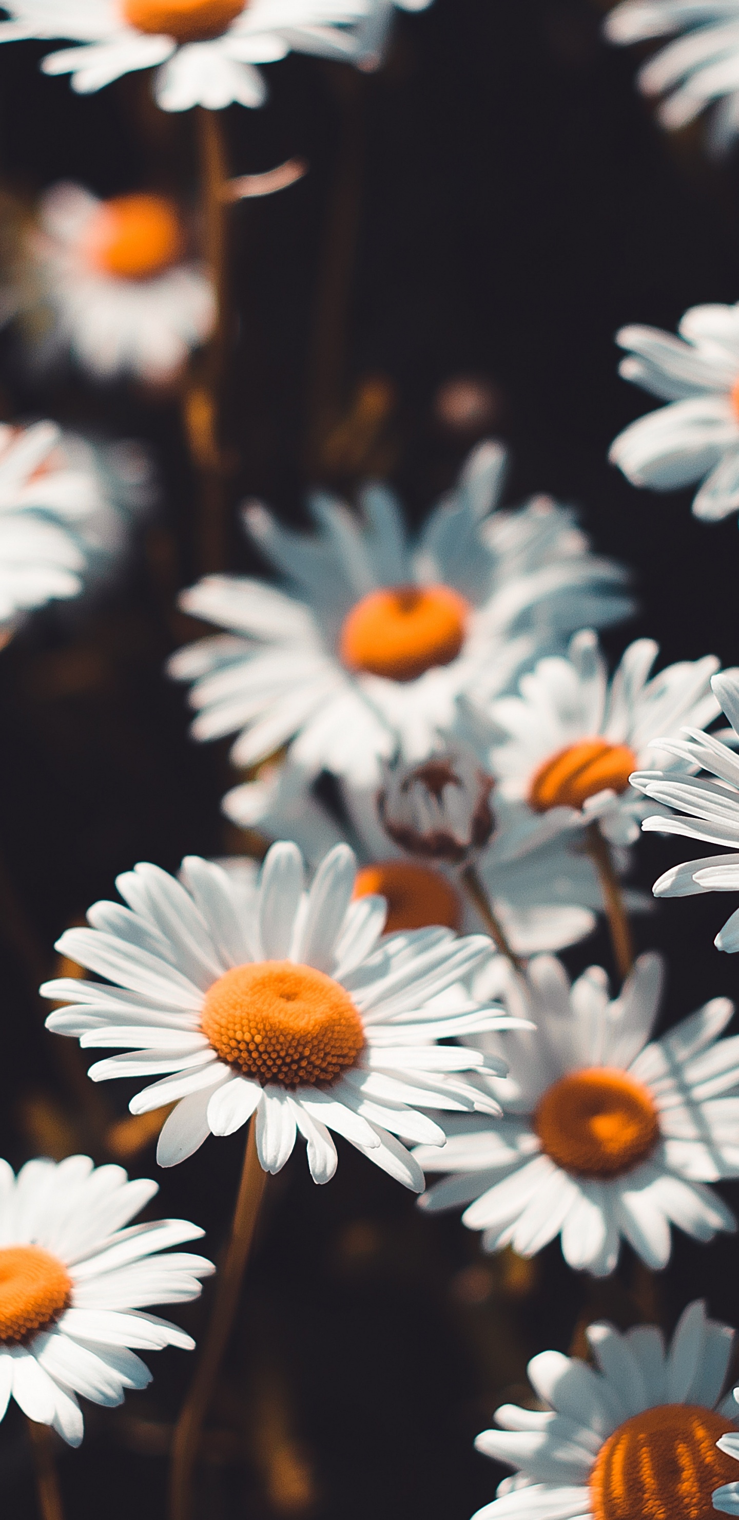 Marguerites Blanches en Fleurs Pendant la Journée. Wallpaper in 1440x2960 Resolution